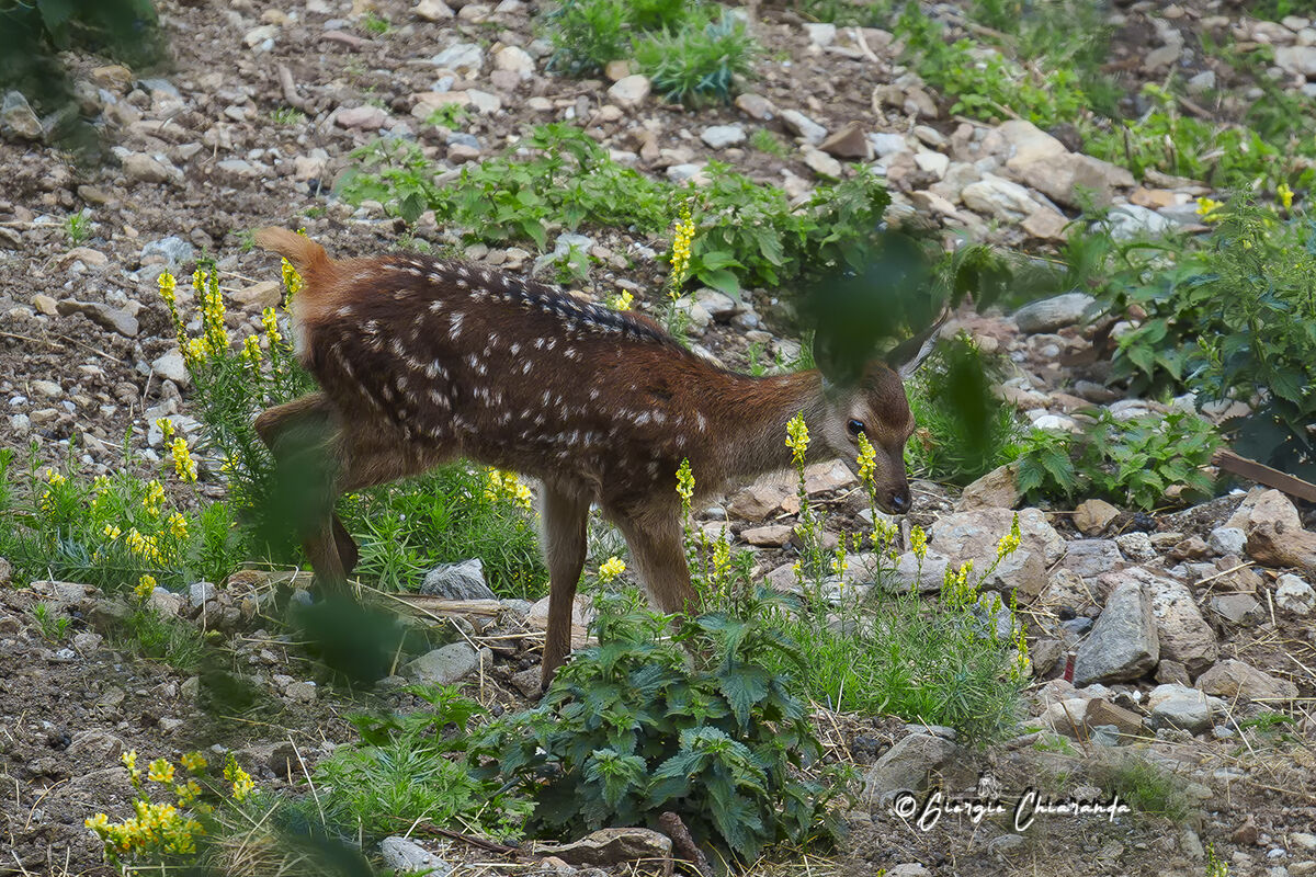 Una nuova vita (Giovane cervo)