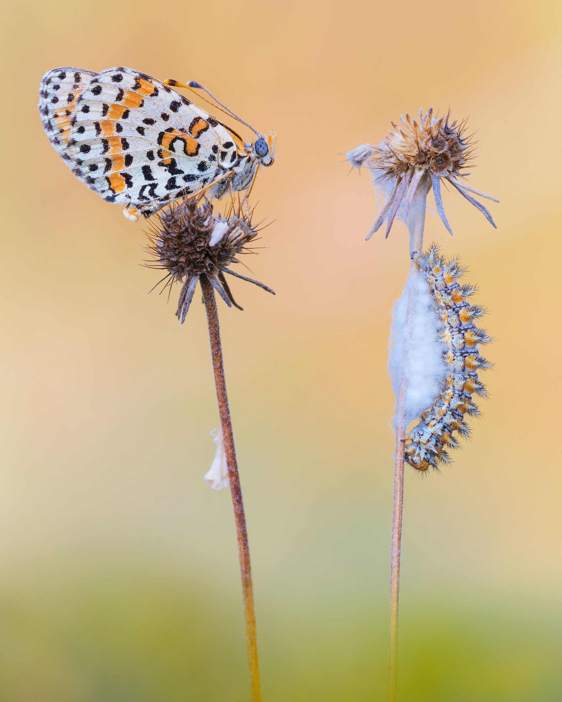 Melitaea didyma - farfalla e bruco