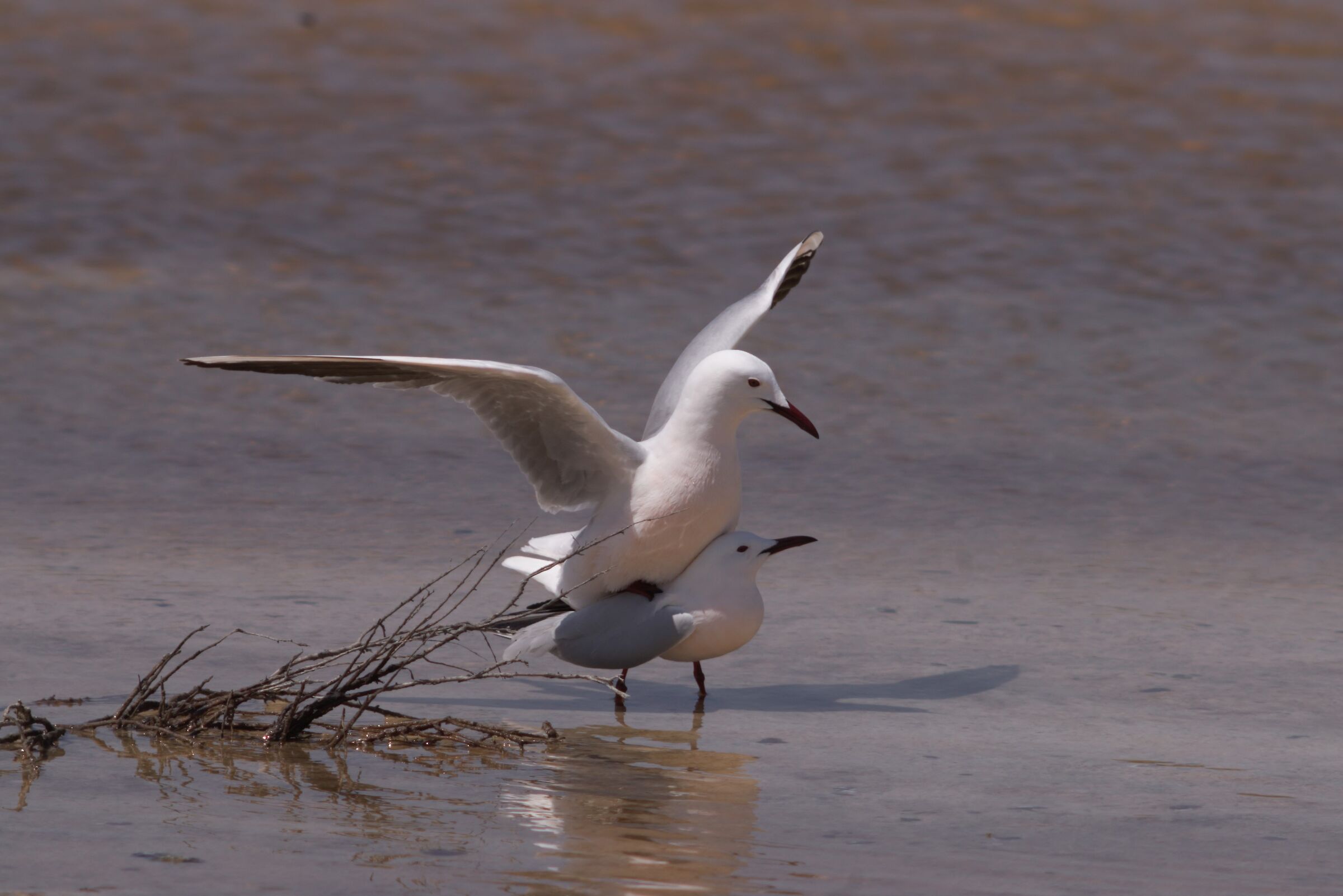 Rosei in accoppiamento