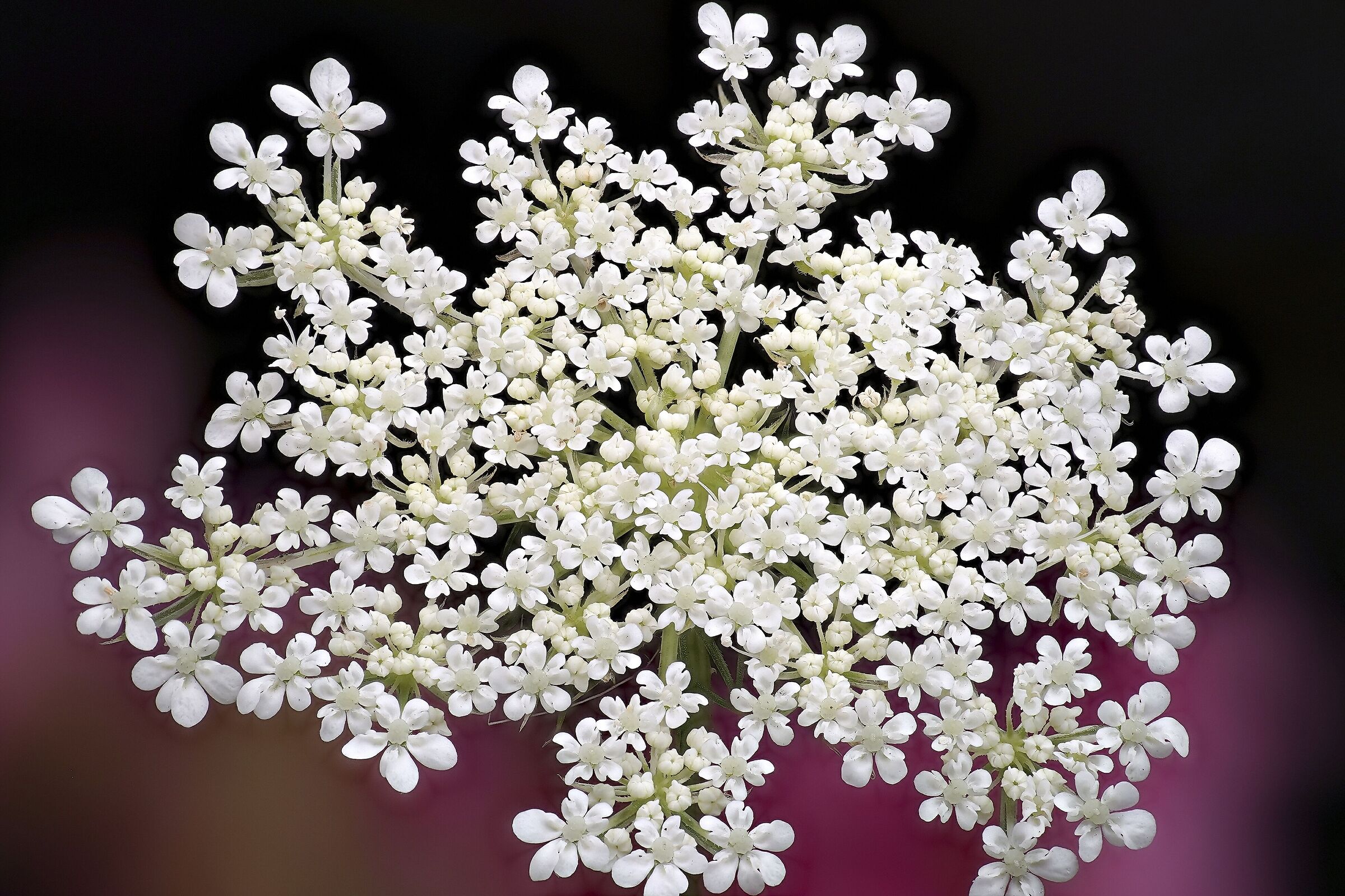 Cnidium monneri (Angelica)