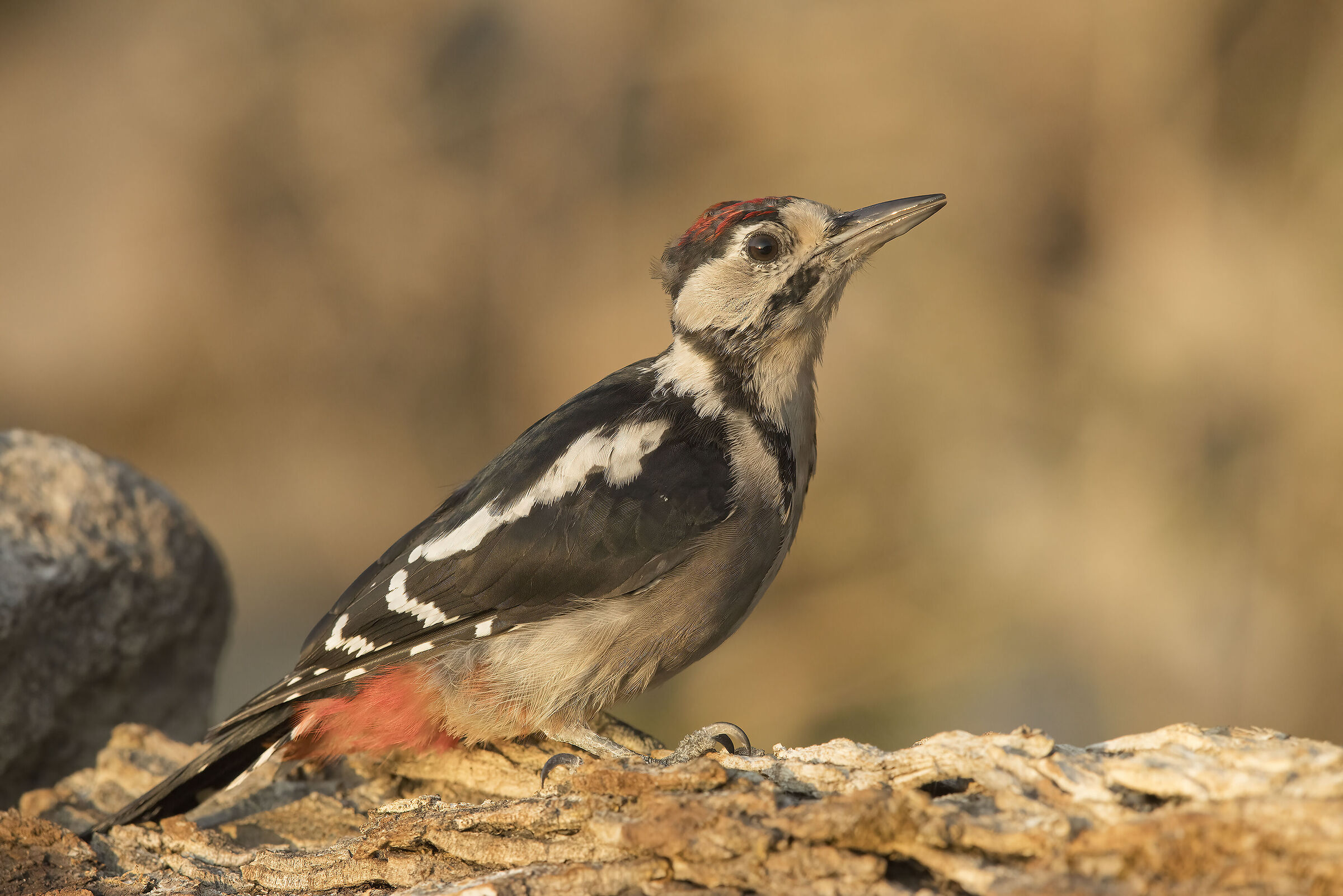 picchio rosso maggiore (dendrocopus major)