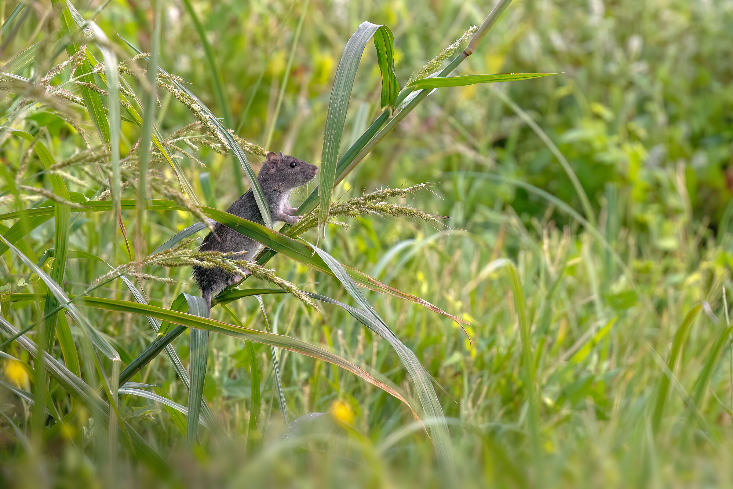 Gray Rat | Rat norvegicus (August 2025)