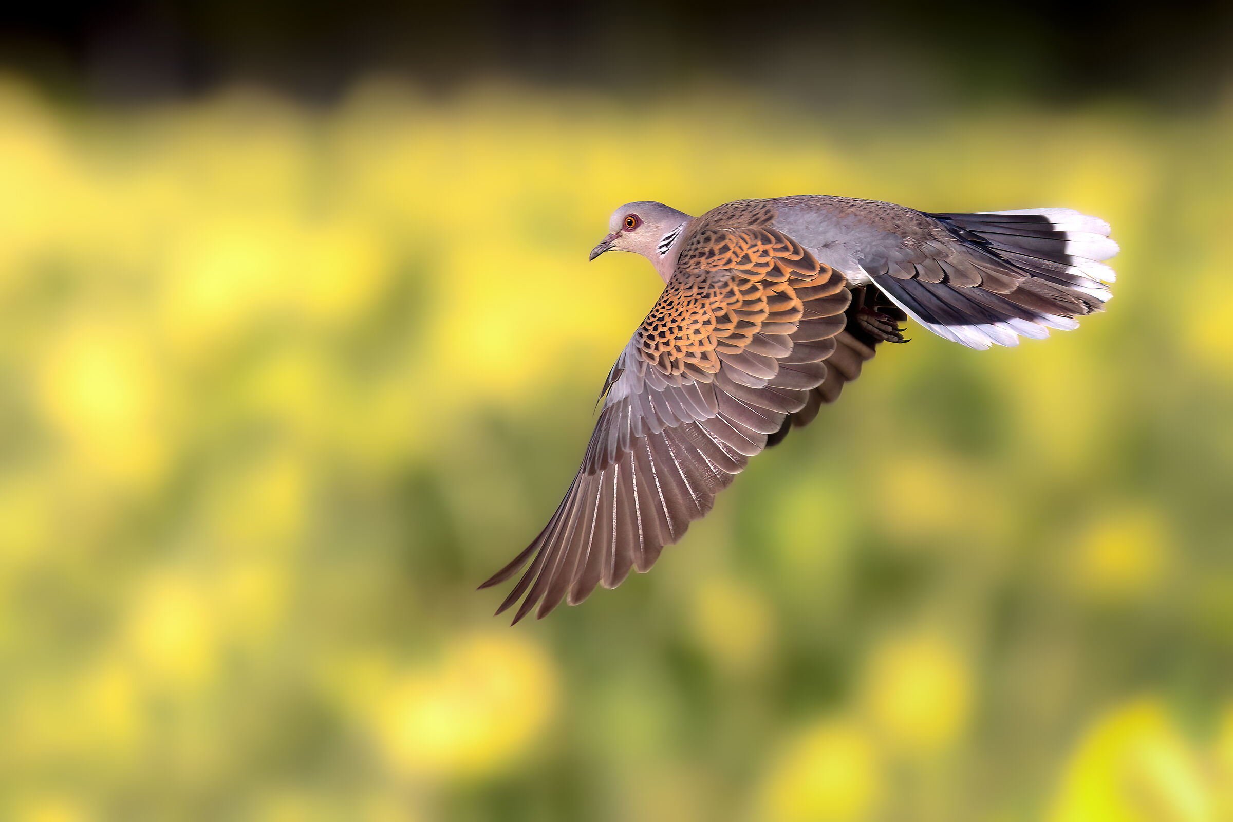 Wild Dove | Streptopelia turtur (July 2025)