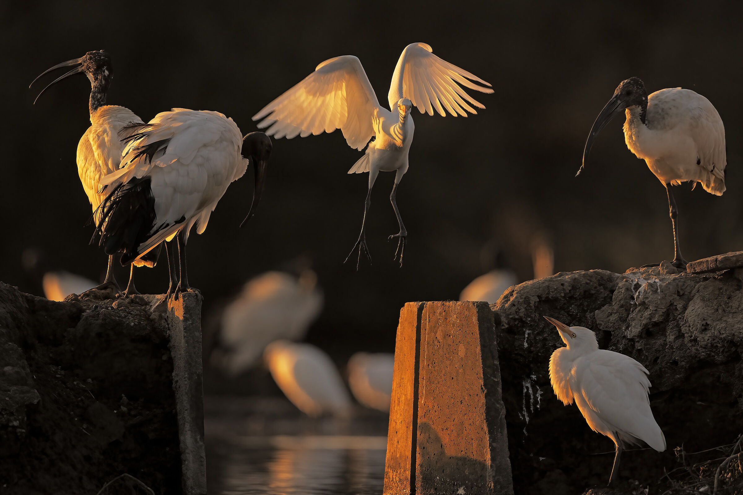 Crowds for the night