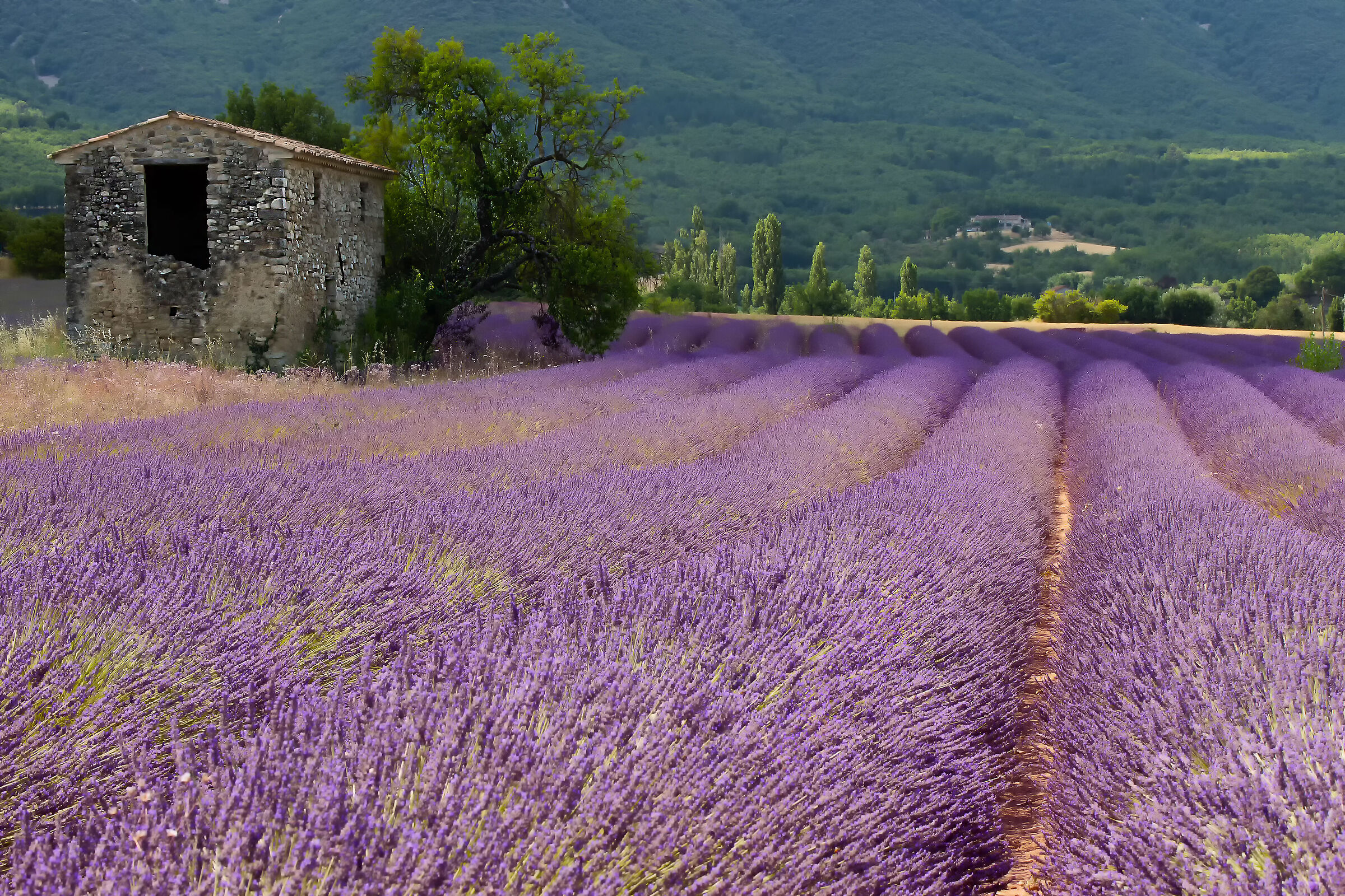 Campi di lavanda