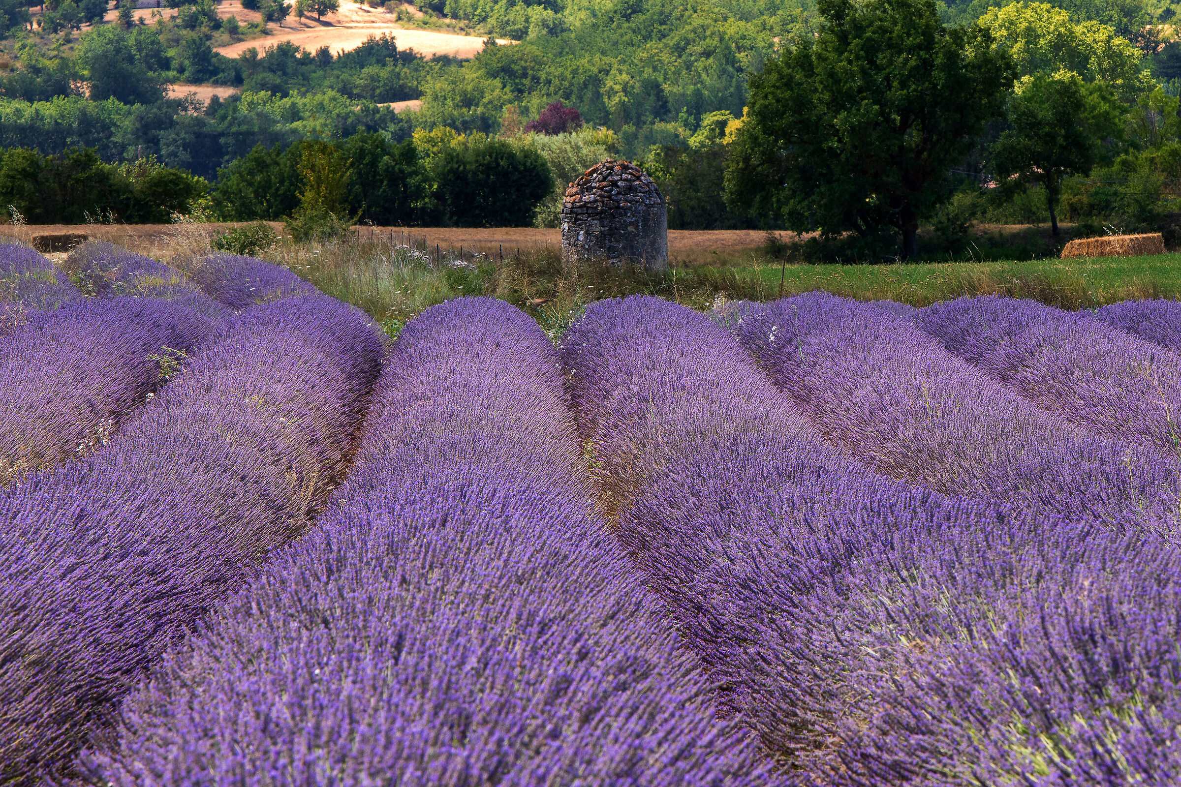 Violet waves
