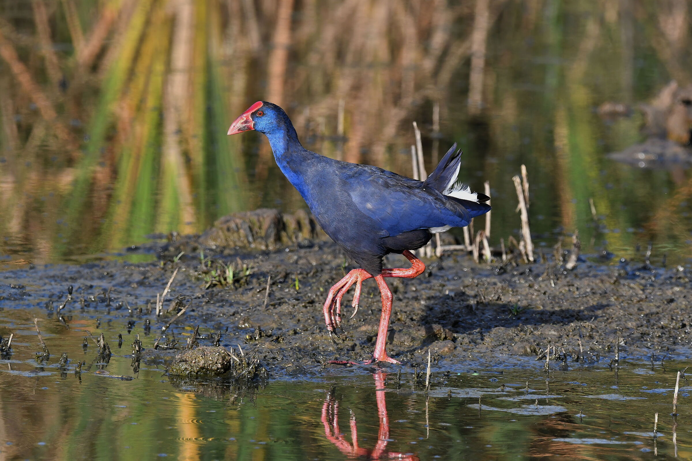 Swamphen