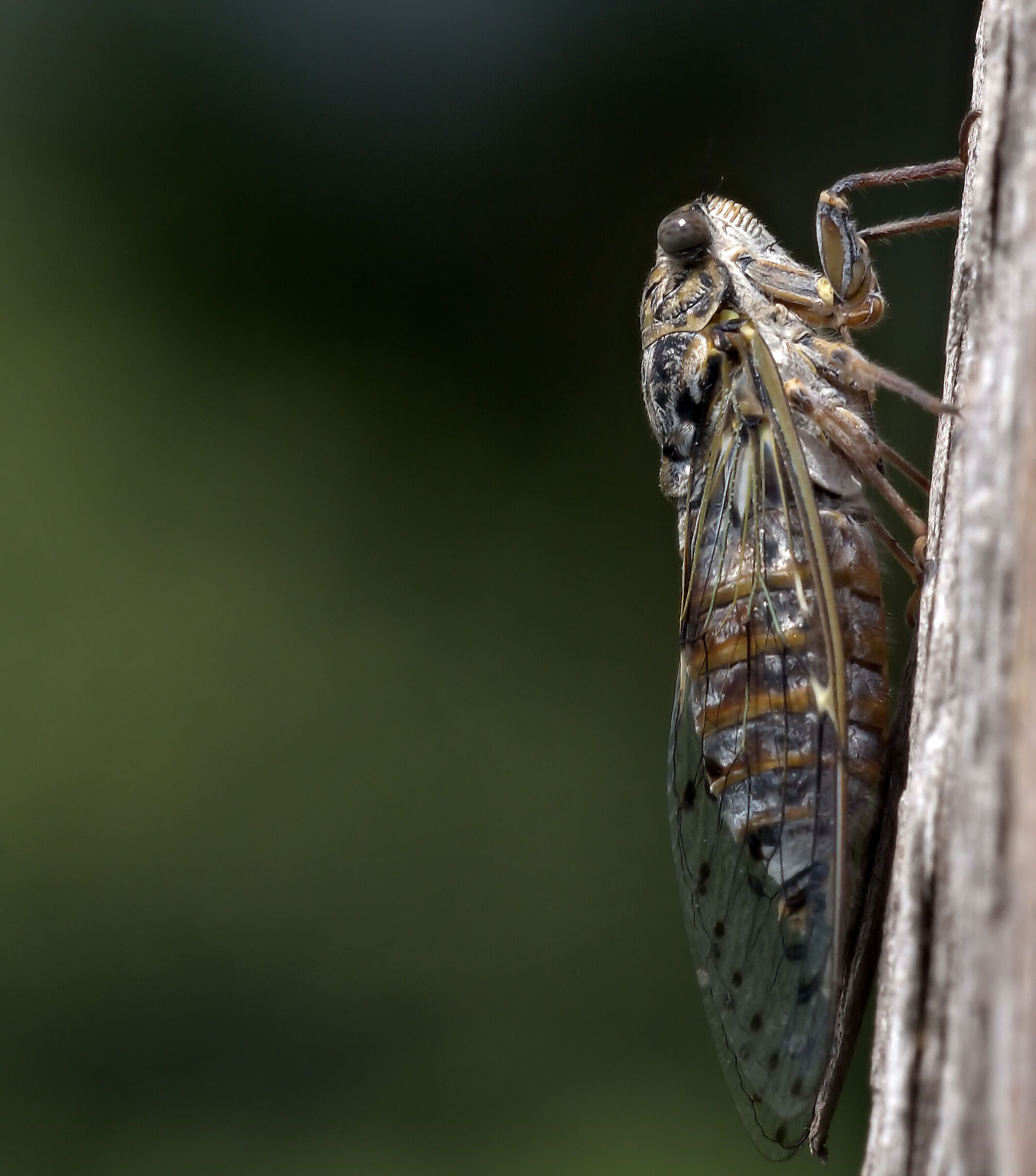 cicada