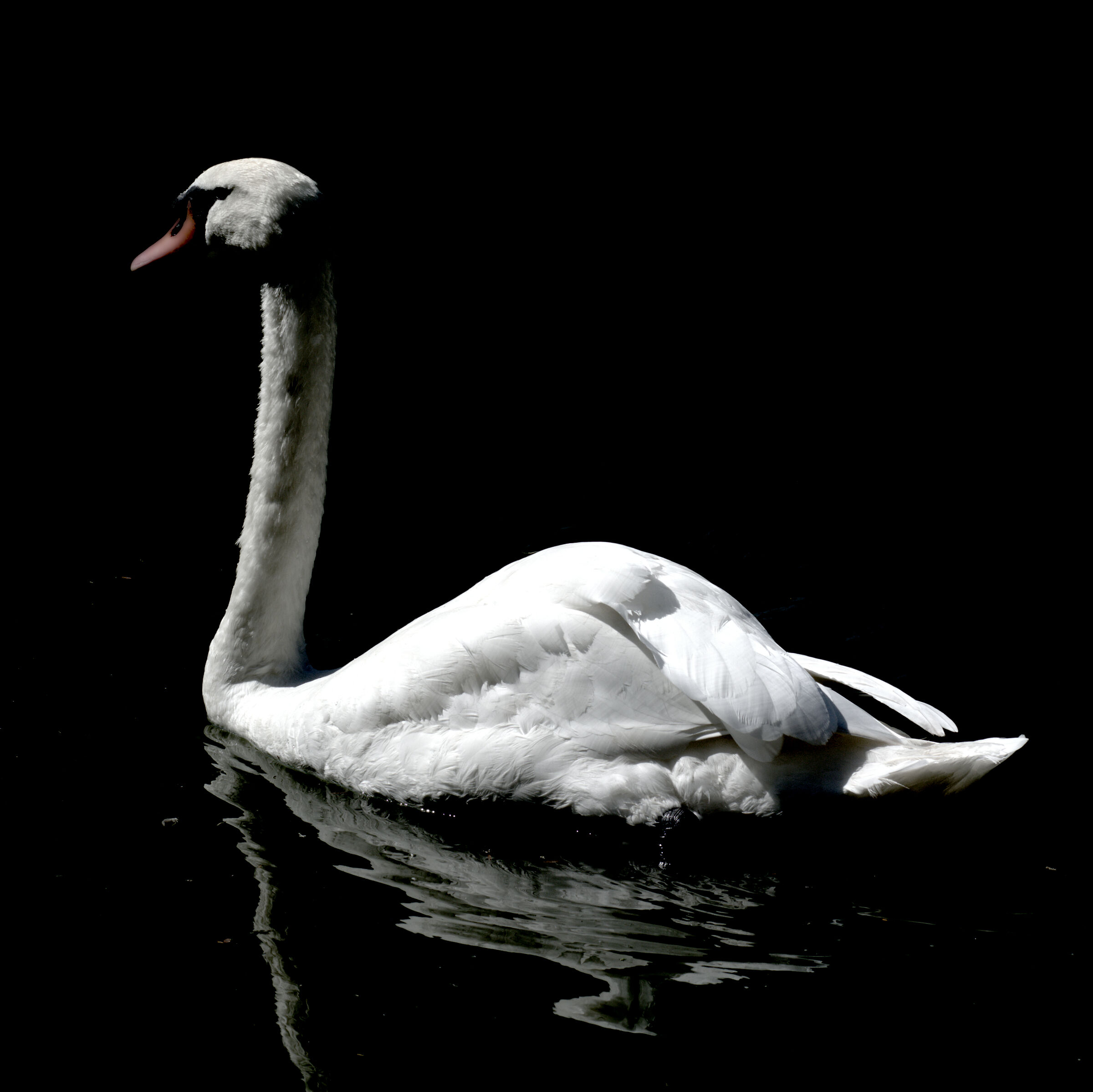 swan