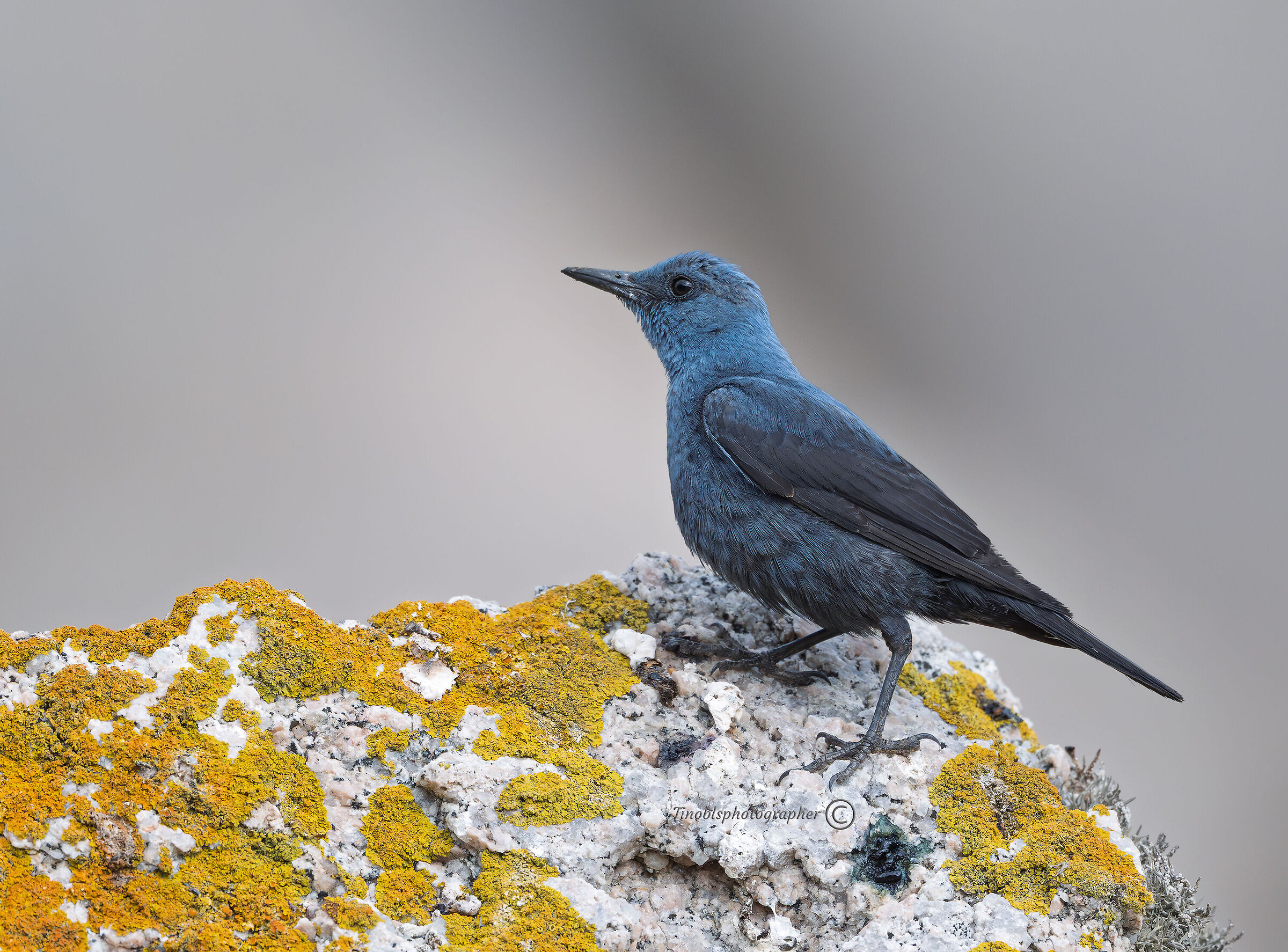 Passero solitario (Monticola solitarius)