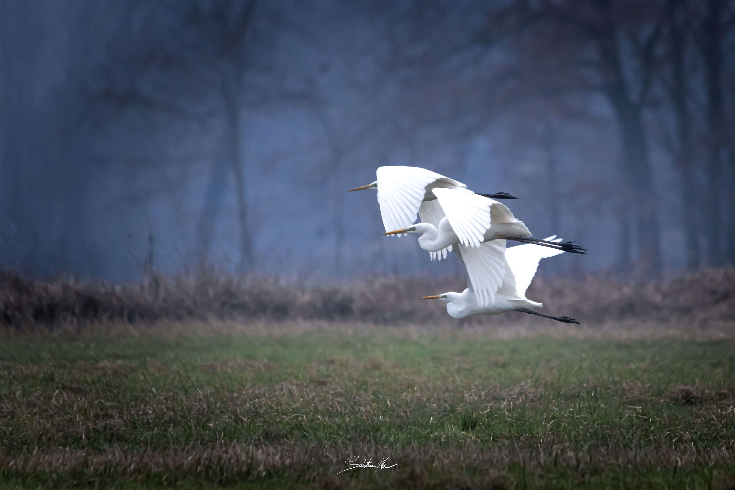 Volo in formazione_Garzette