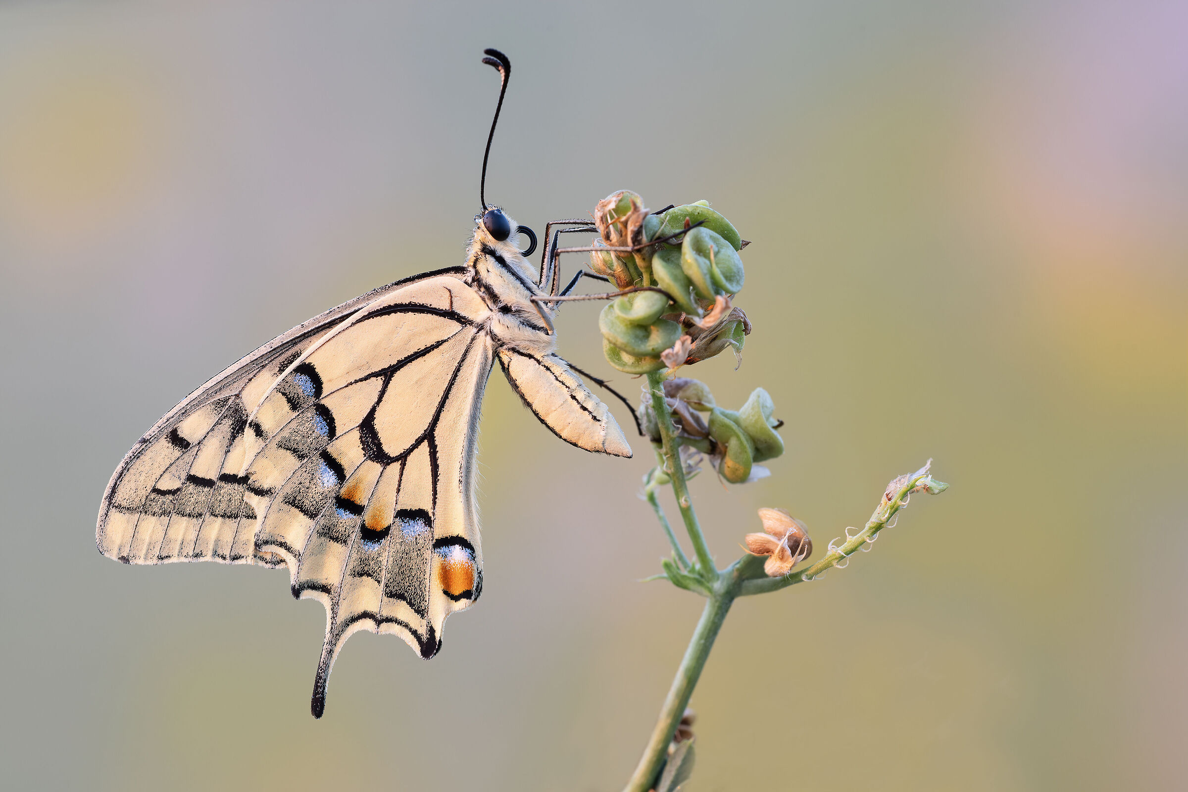 Swallowtail