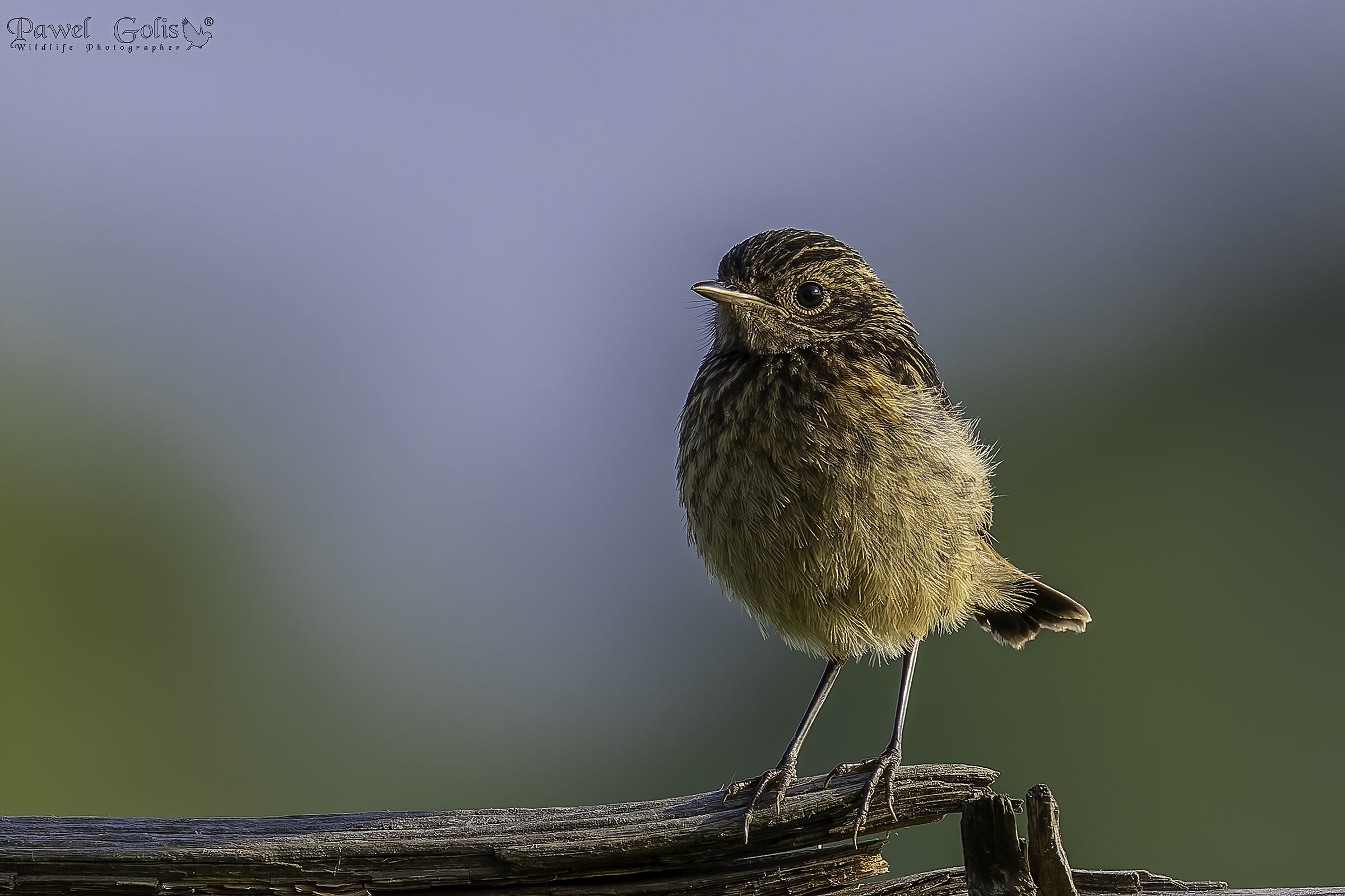 Salimpalo (Saxicola rubicola)