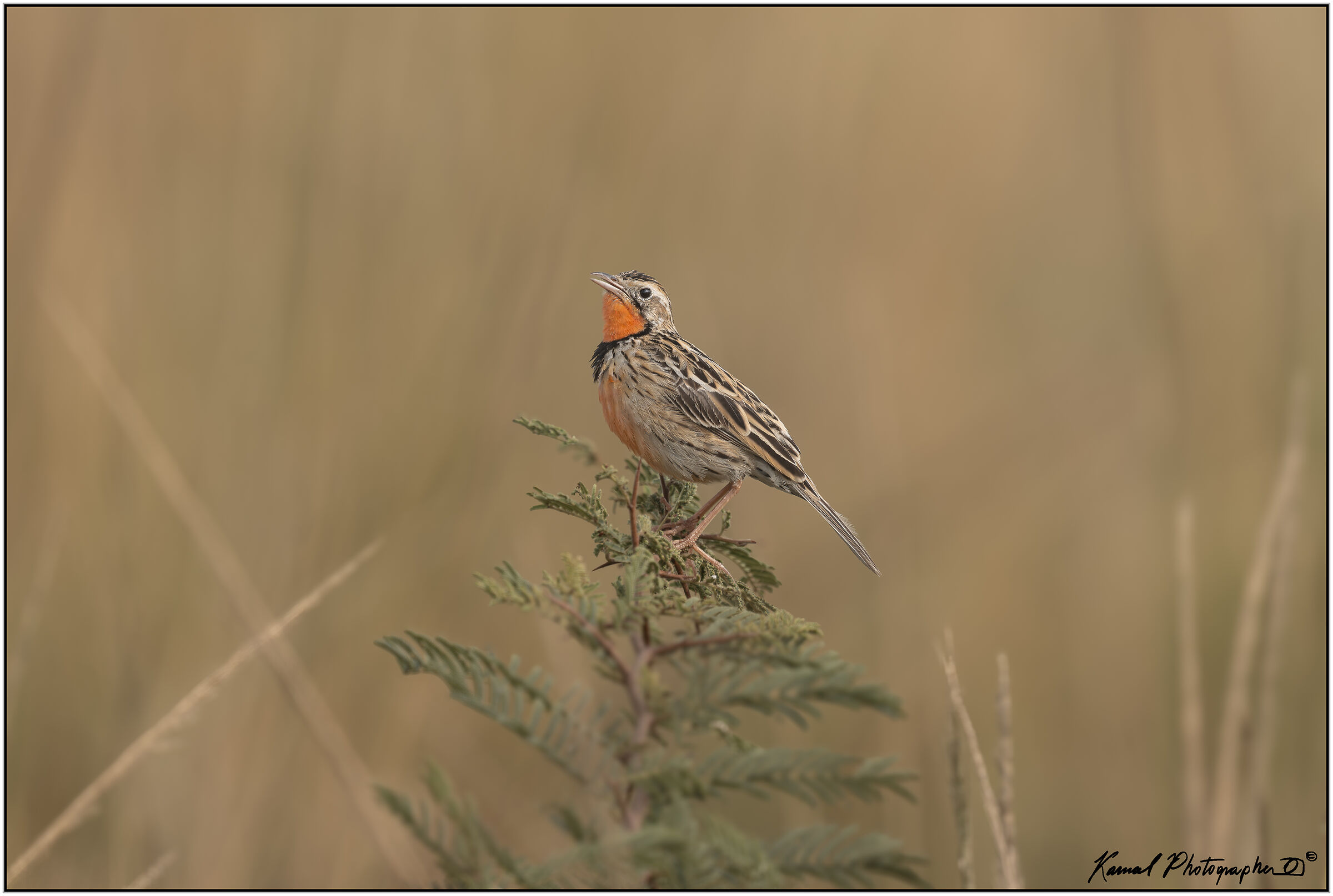 Rosy-throated longclaw (Macronyx ameliae)