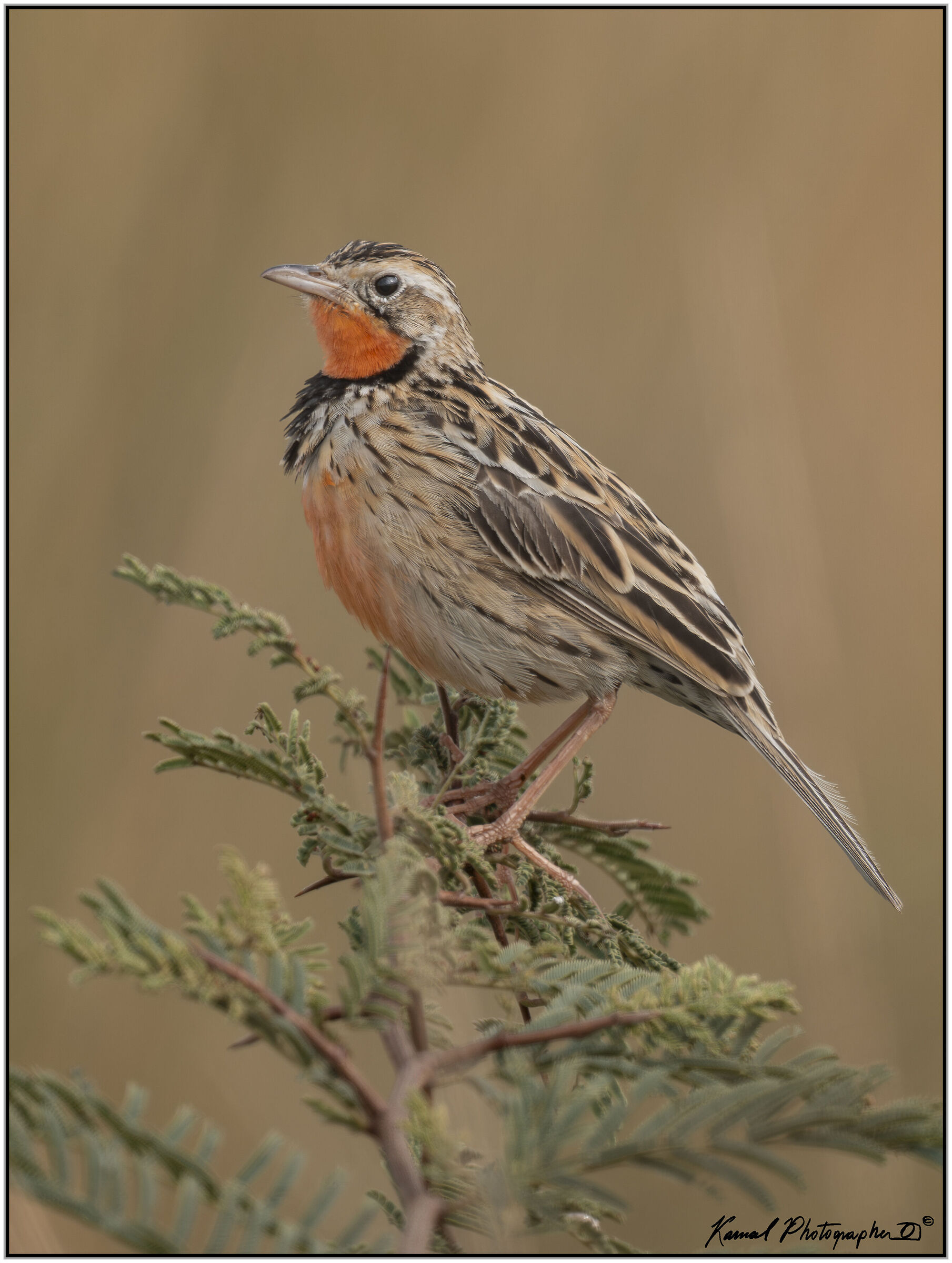 Rosy-throated longclaw (Macronyx ameliae)