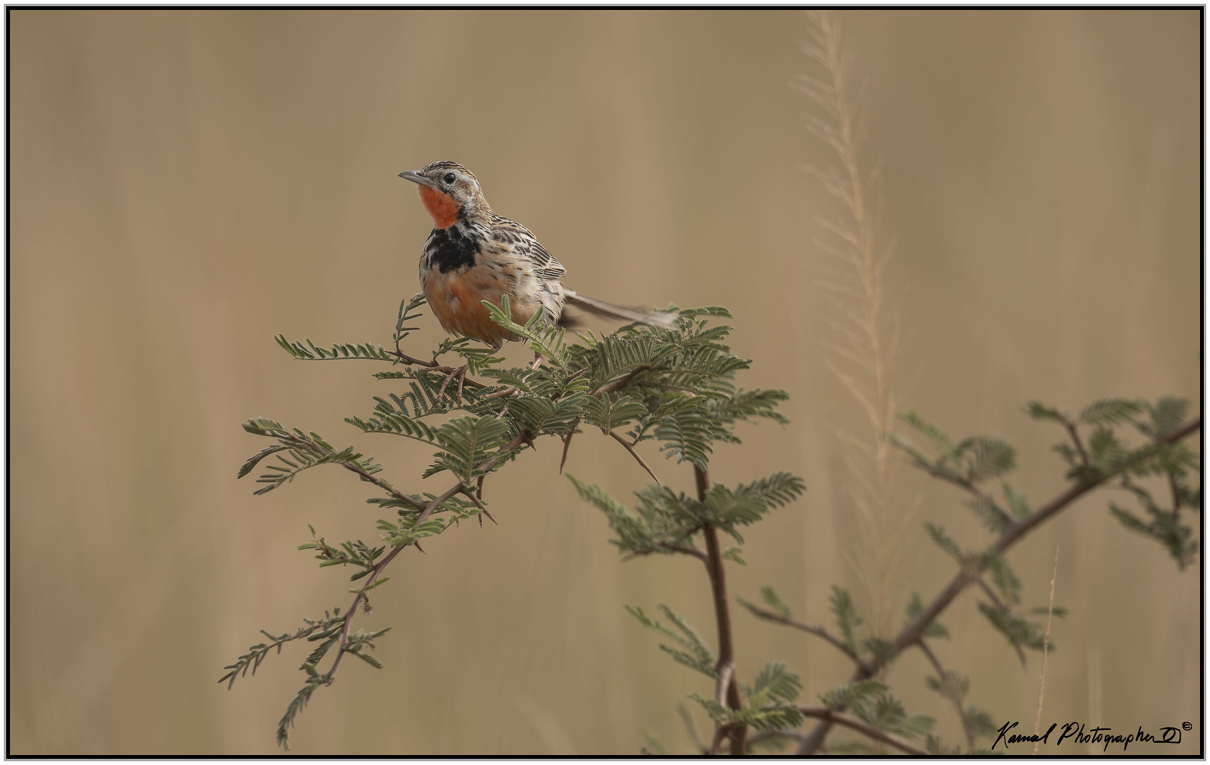 White-browed coucal(Centropus superciliosus)