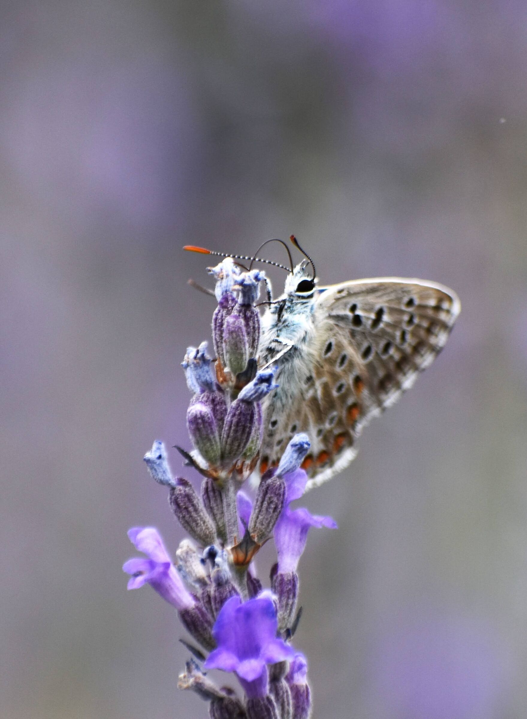 Farfalla al borgo di Usseaux