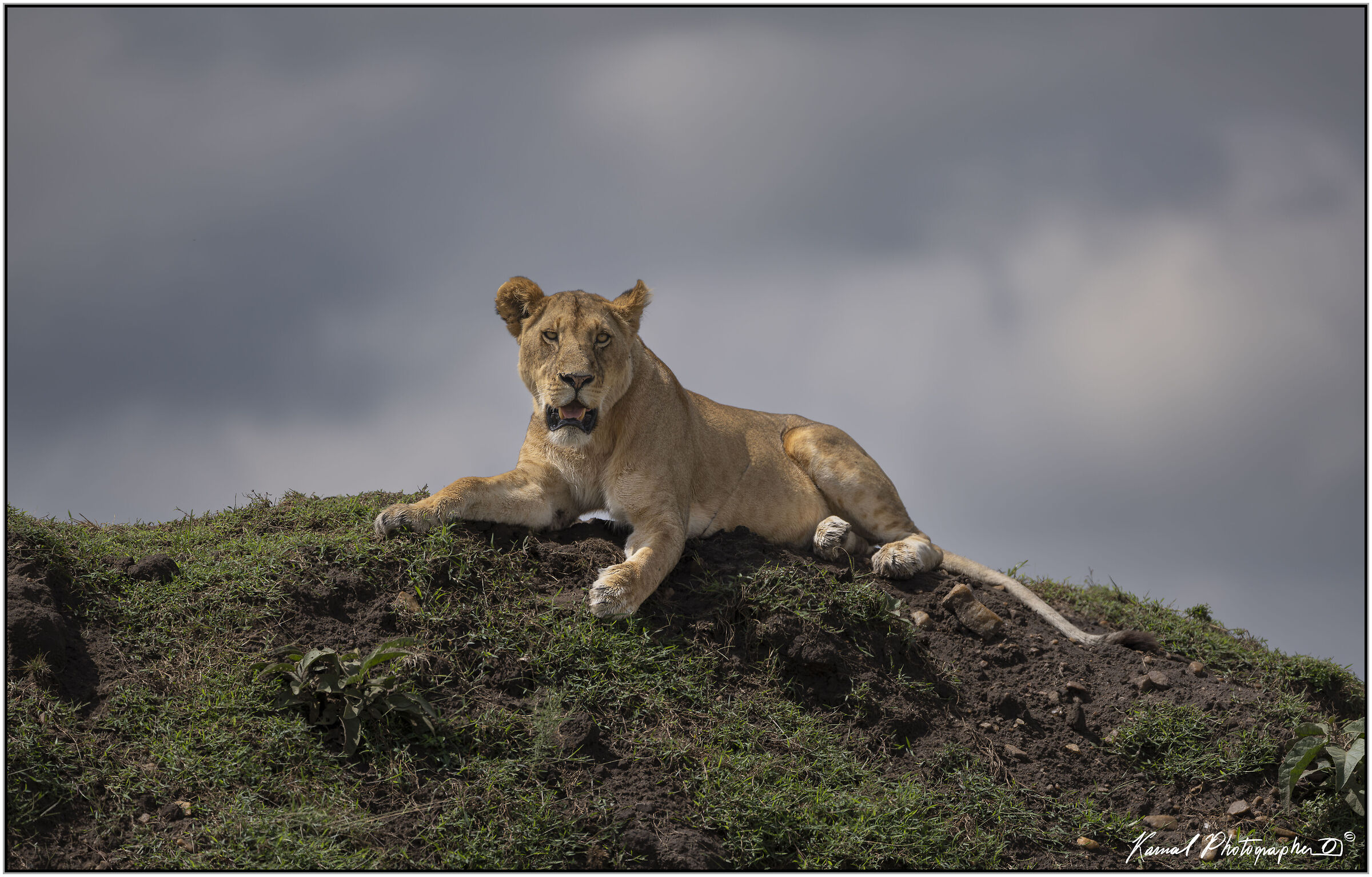Panthera leo