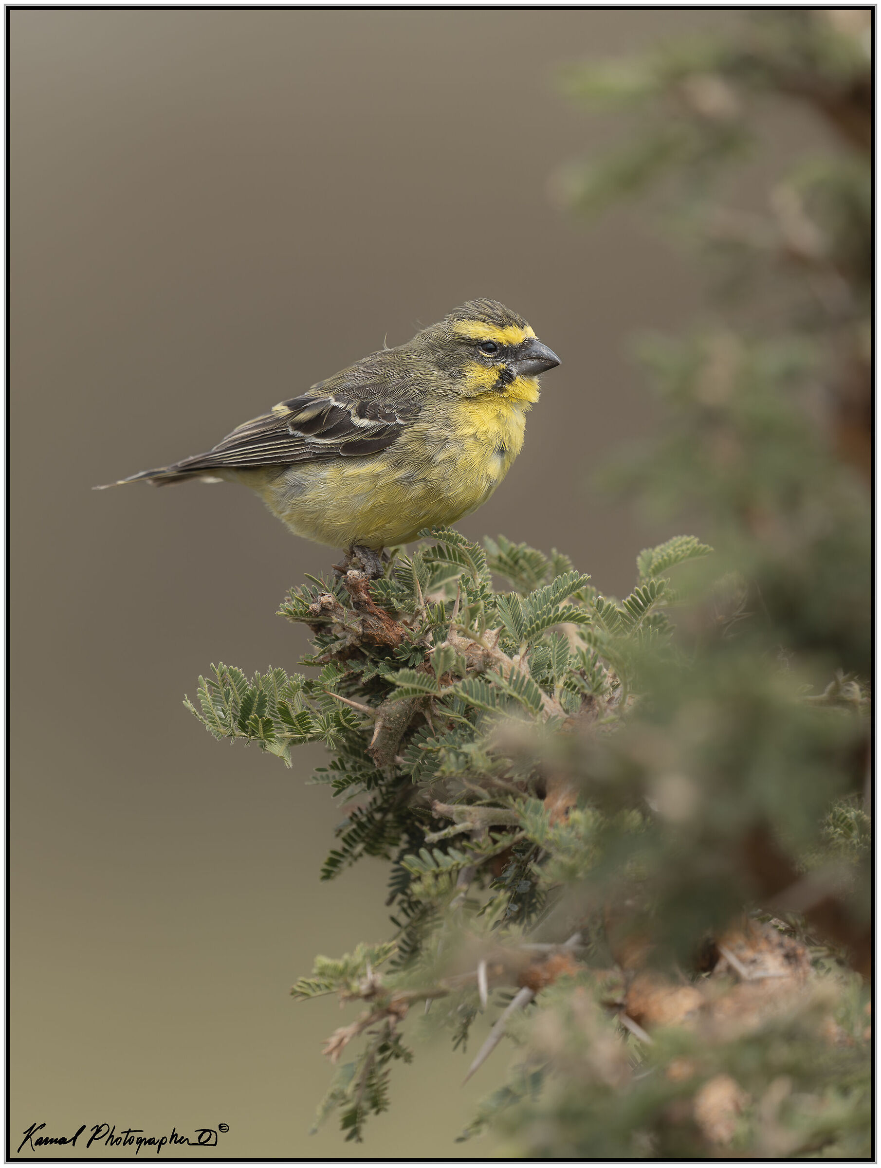 Mozambique canary (Crithagra mozambica)