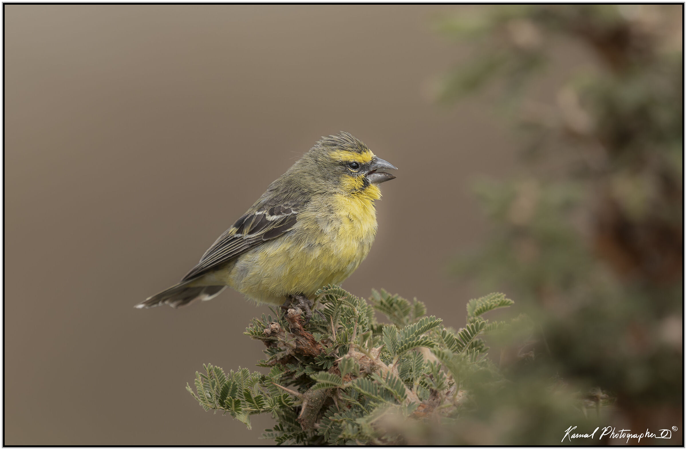 Mozambique canary (Crithagra mozambica)
