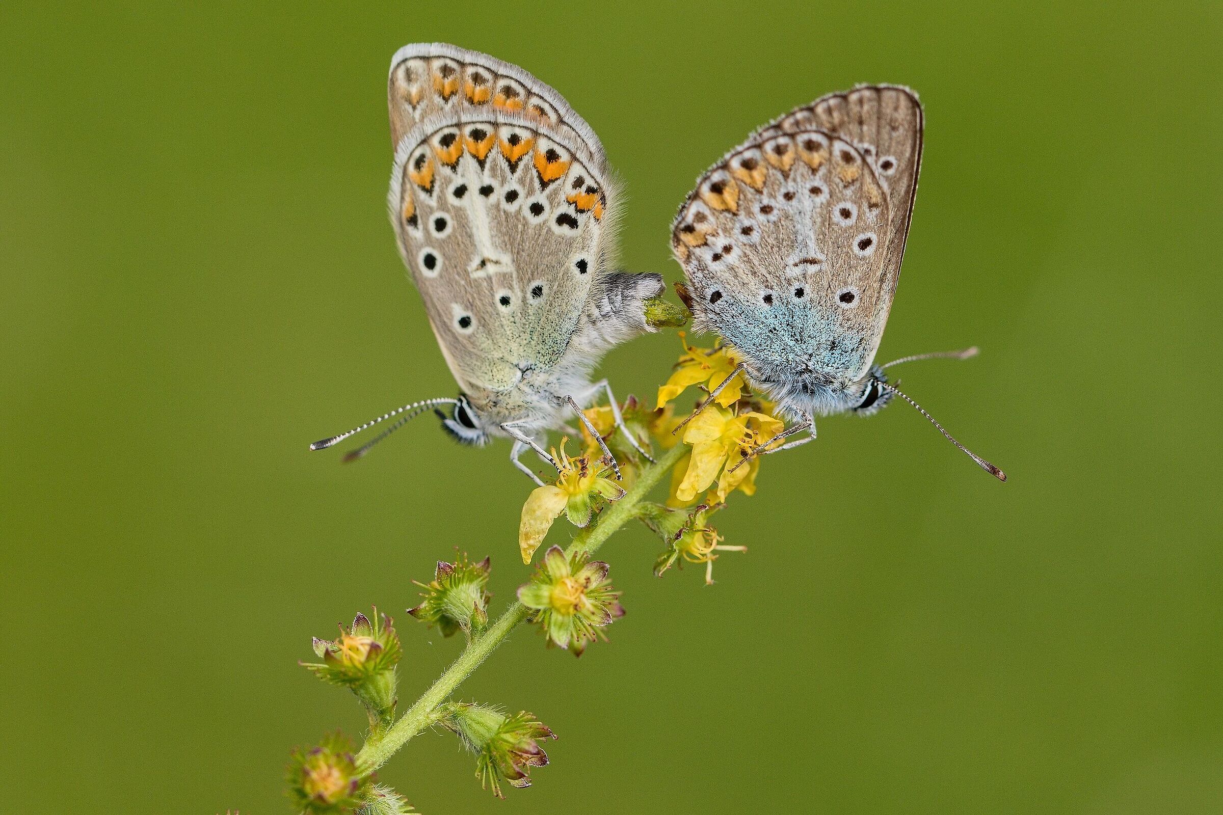 Aricia eumedon