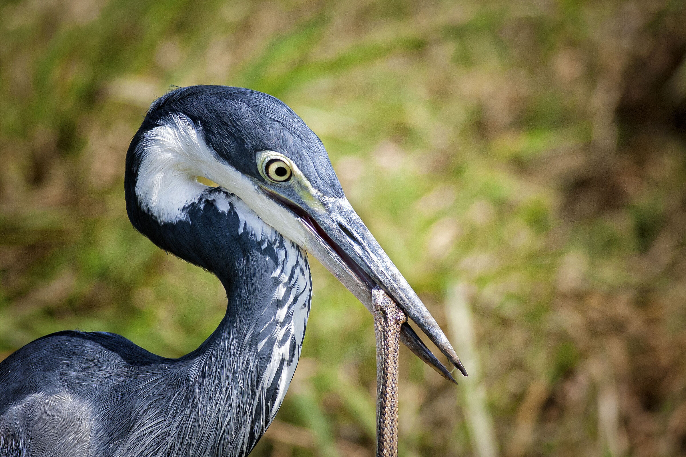 Blackhead Heron