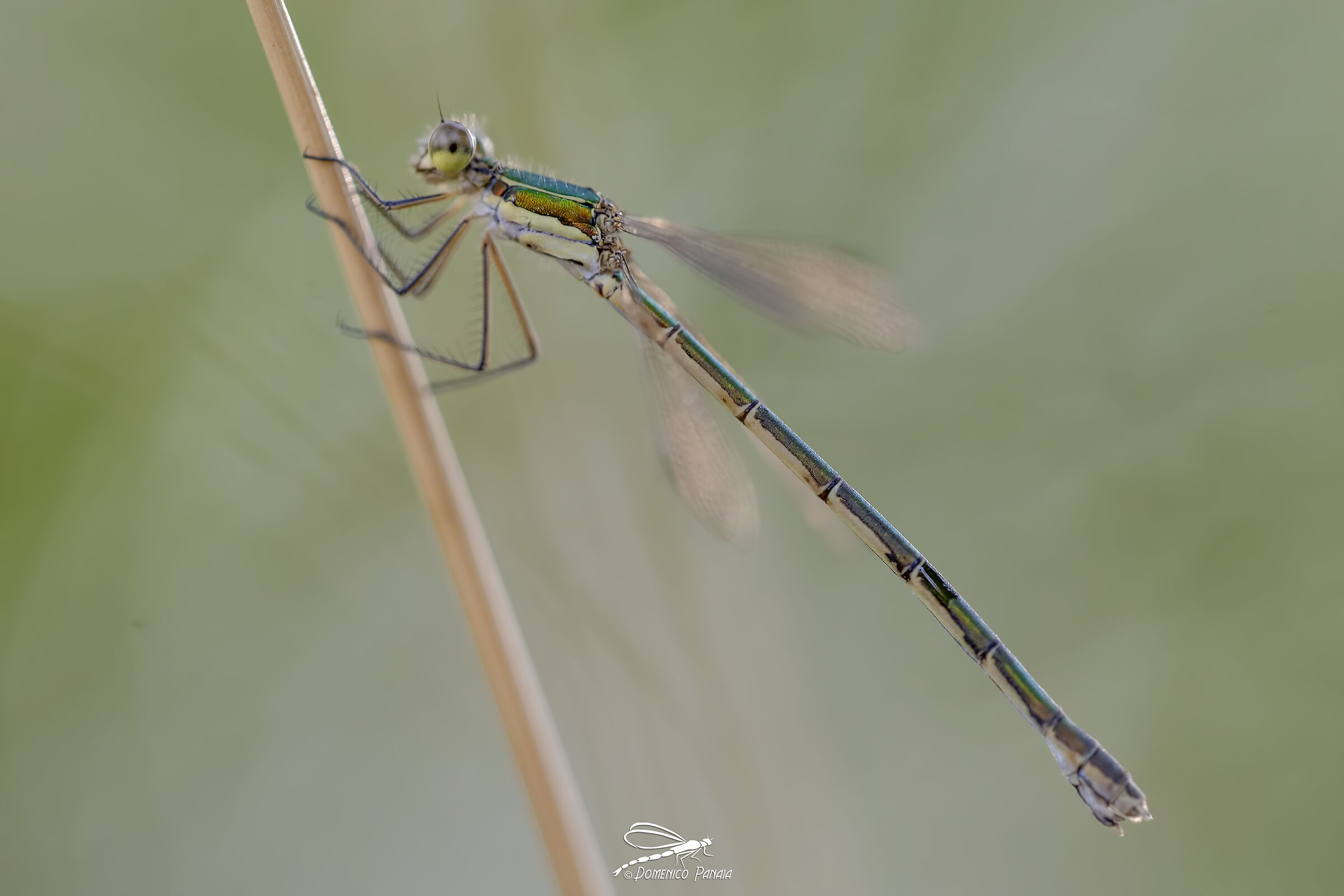 Lestes virens