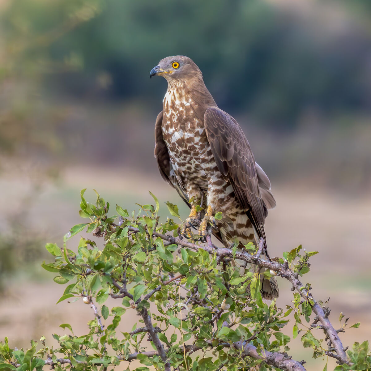 Honey Buzzard