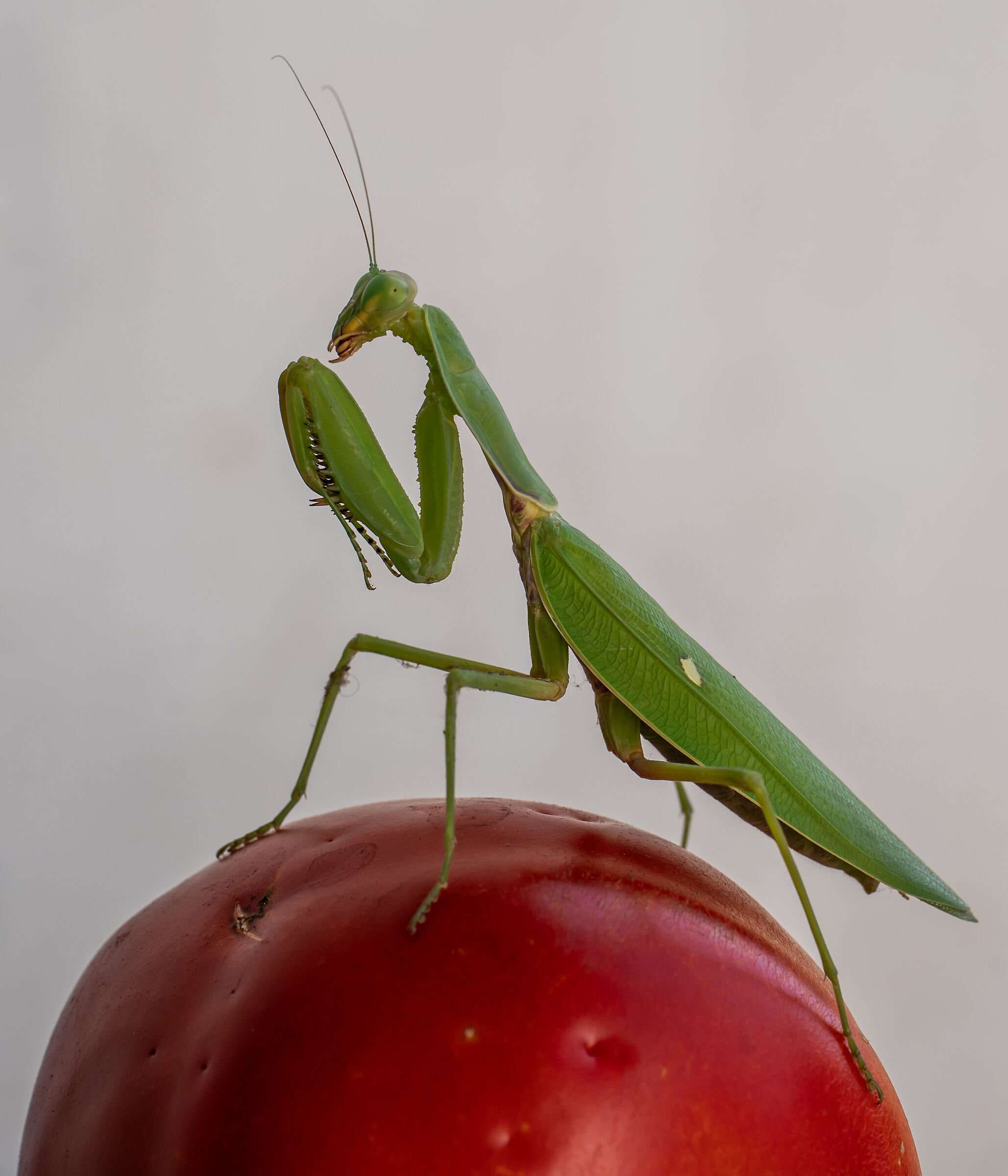 Praying mantis