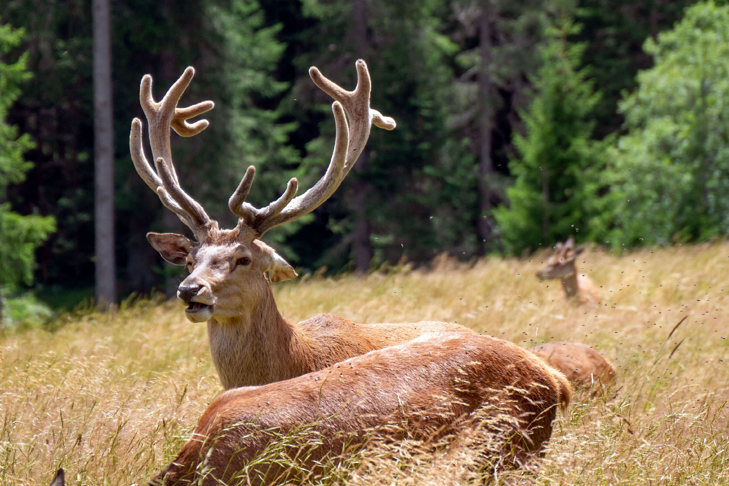 cervi 1 - il controllo