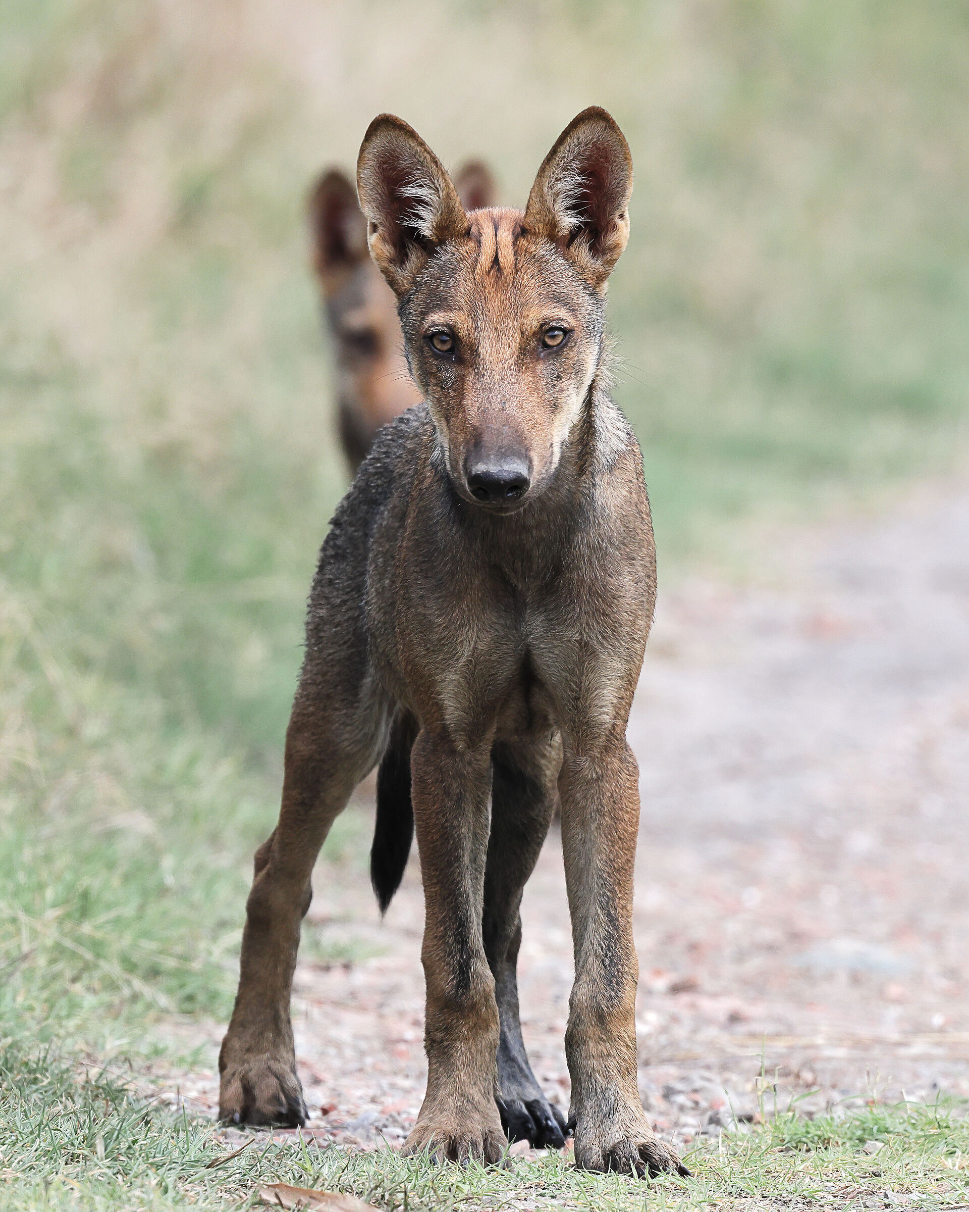 Wolf cubs