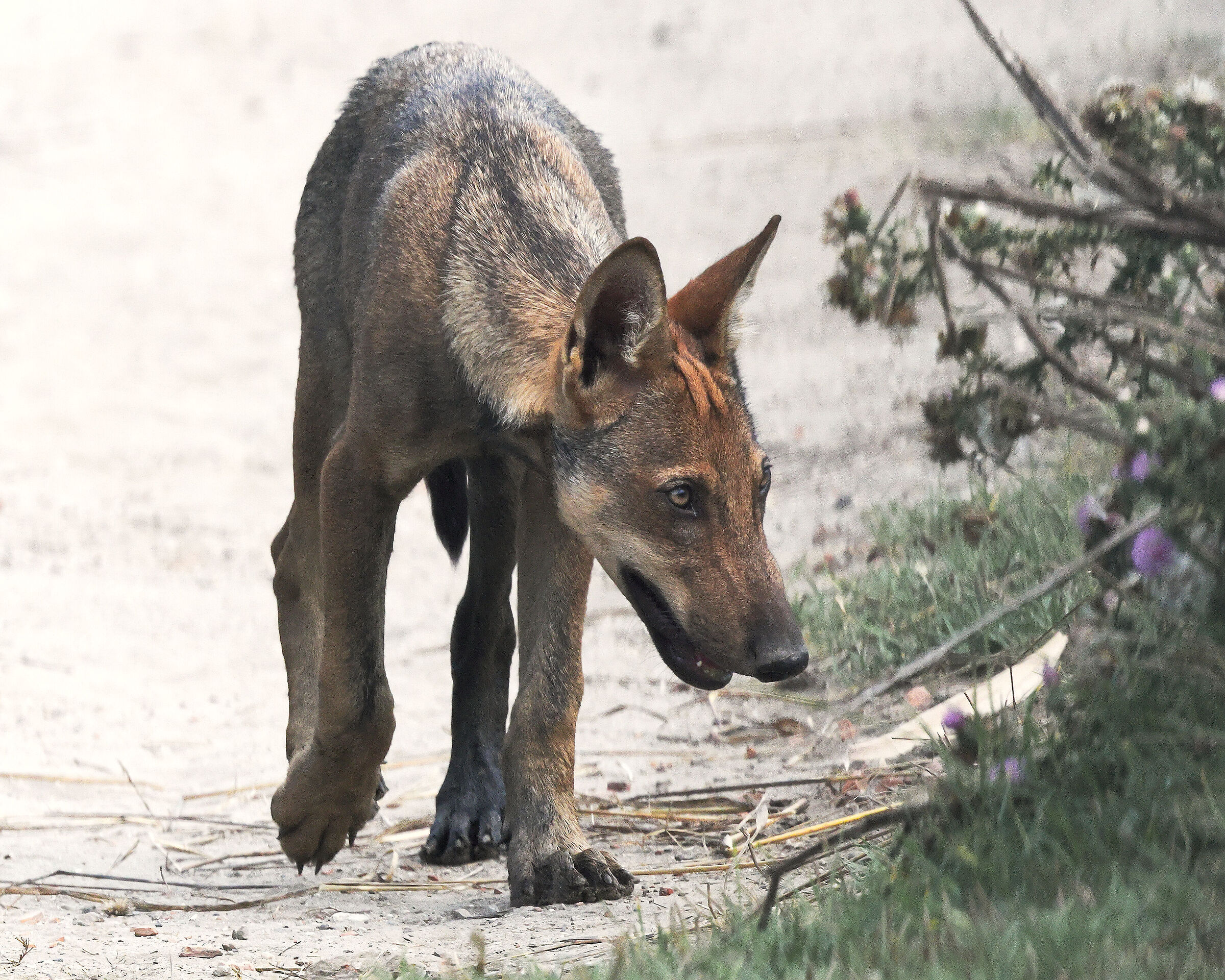Wolf cub.