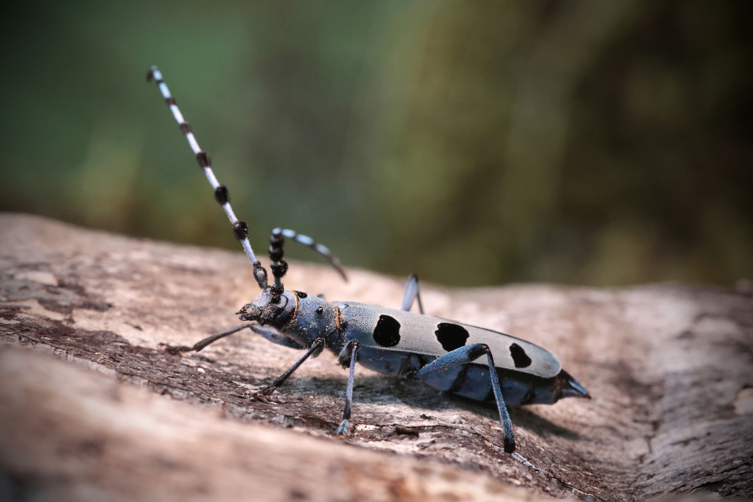 Rosalia alpina