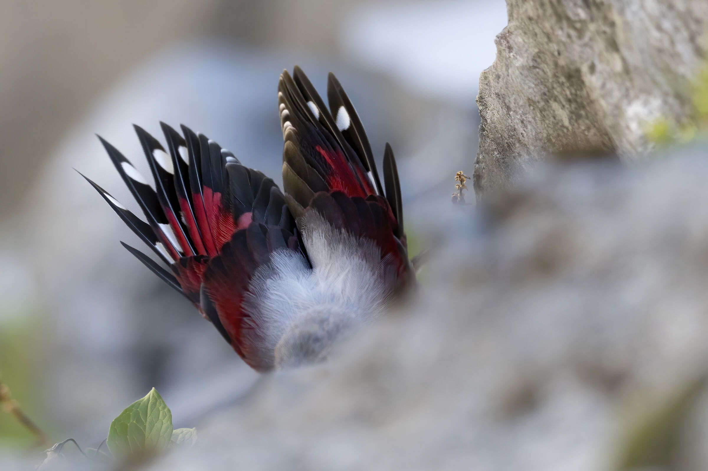 ali rosse tra le rocce, picchio muraiolo juv