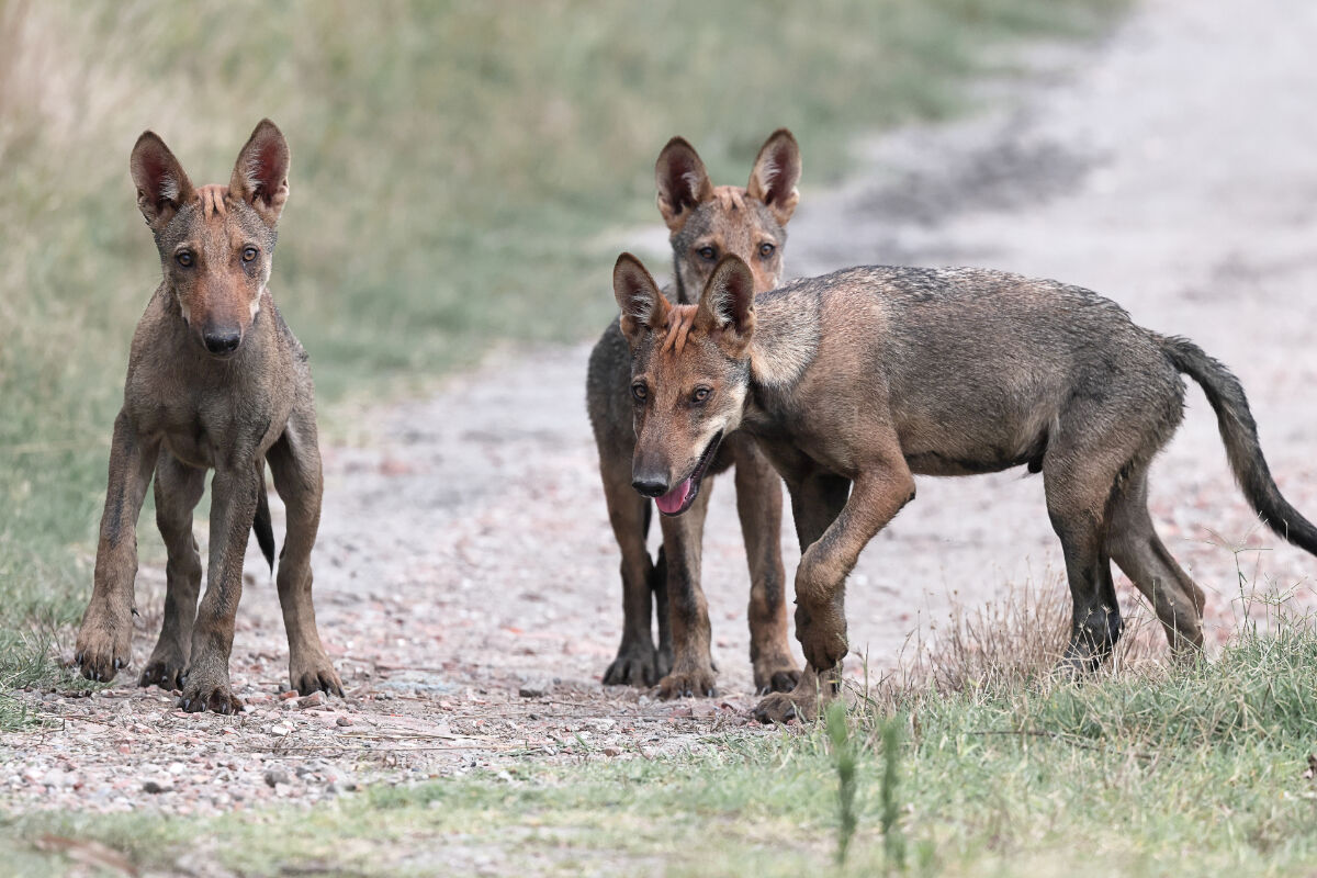 Wolf cubs, male in the foreground