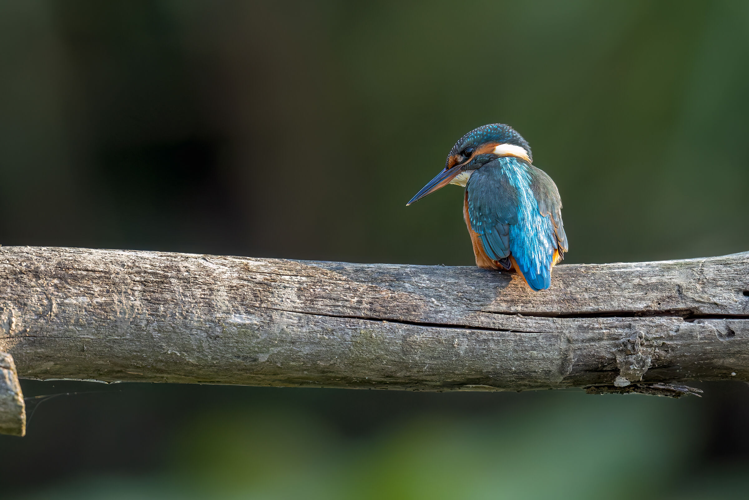 Alcedo atthis