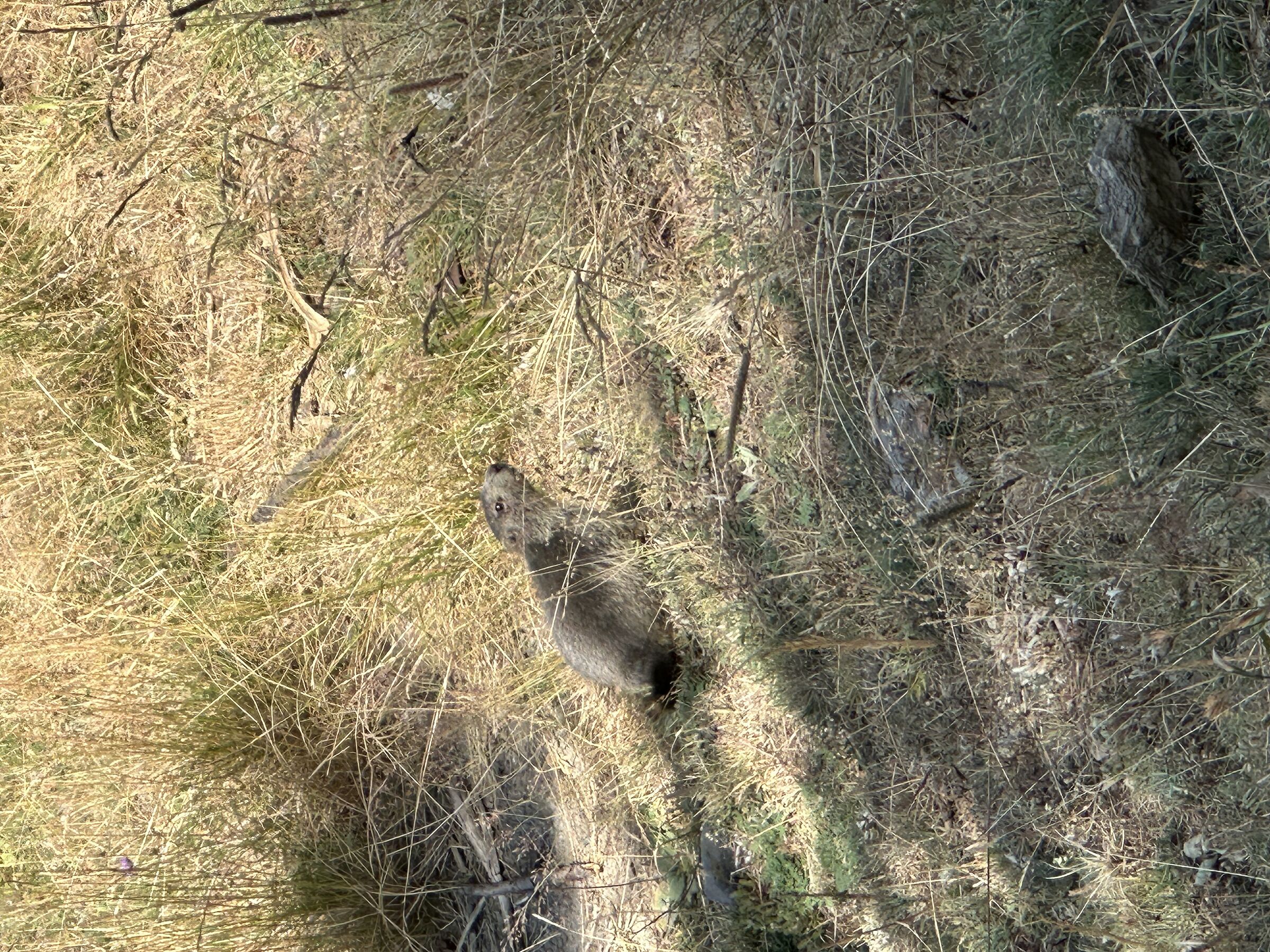 Marmotta guardinga!