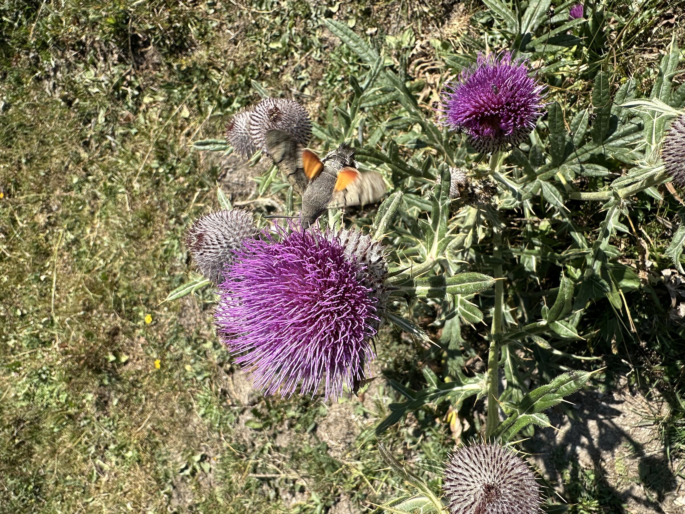 Meraviglia!