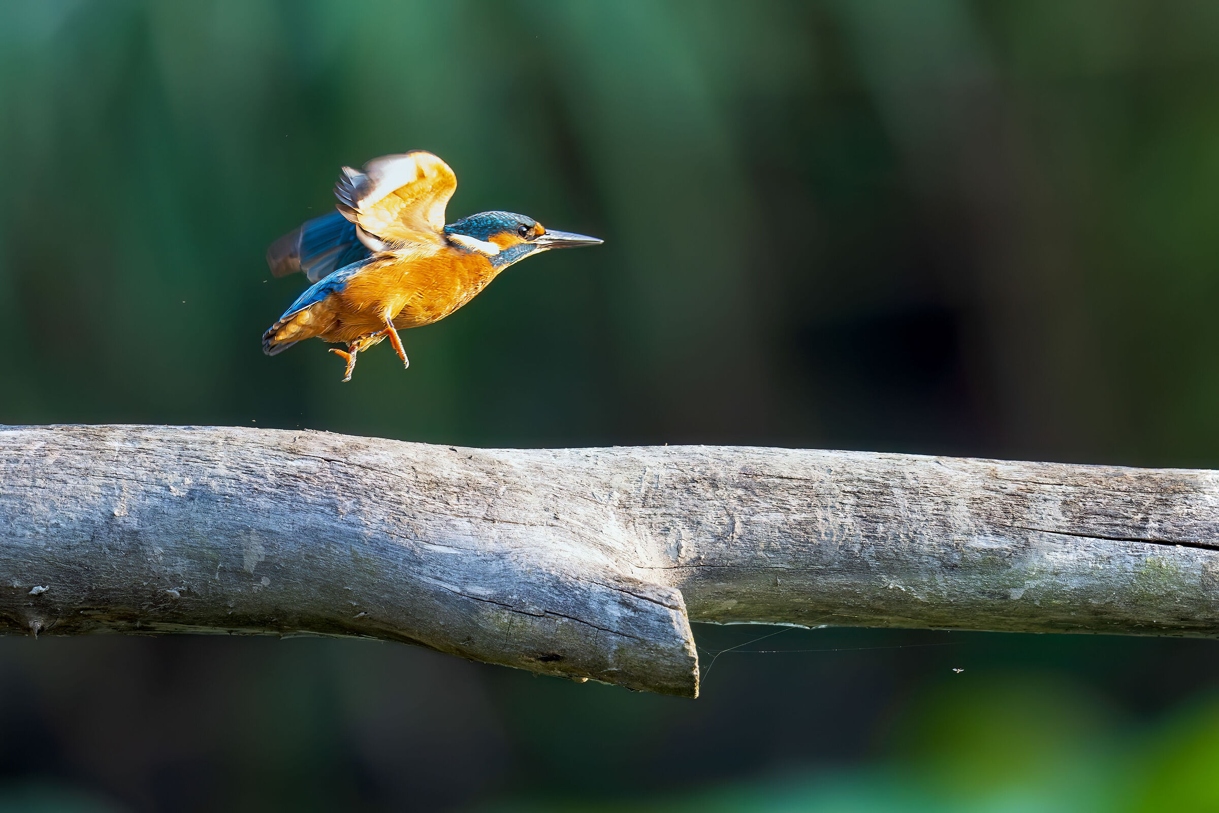 Il salto del Martino