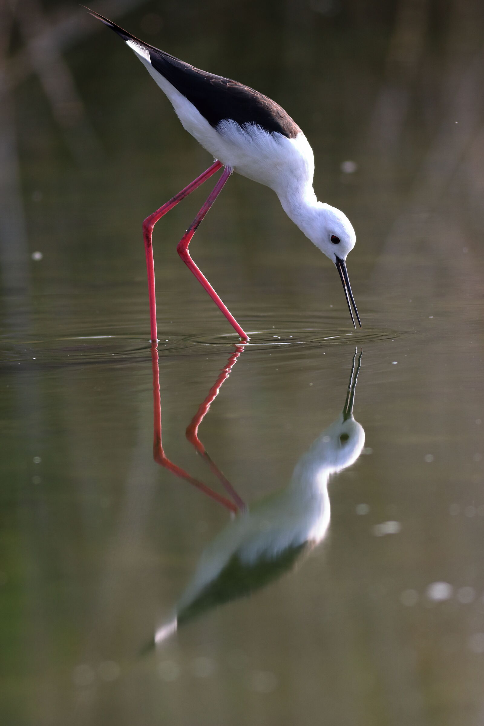 Cavaliere allo specchio