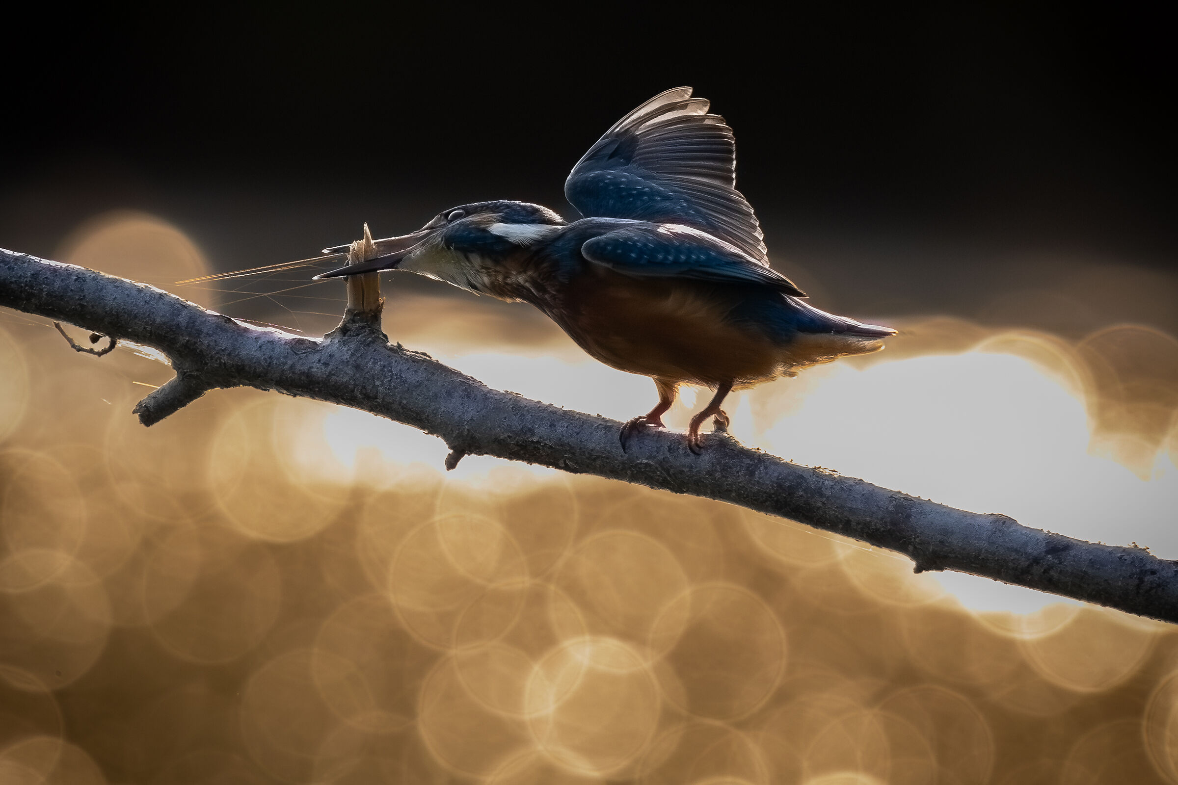 Un Martin intento a rifarsi il becco