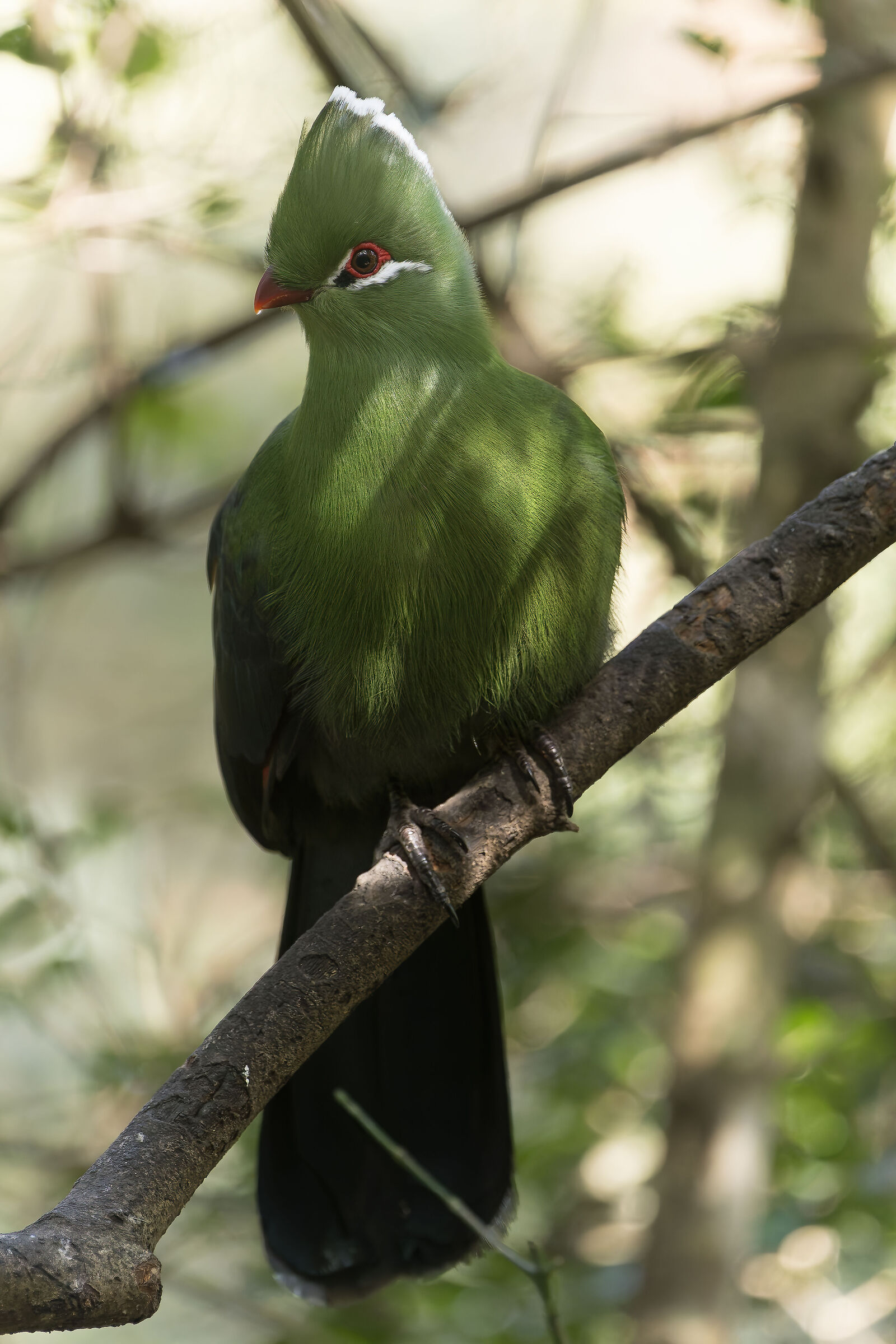 Parrot - Tsitsikamma National park - South Africa ??