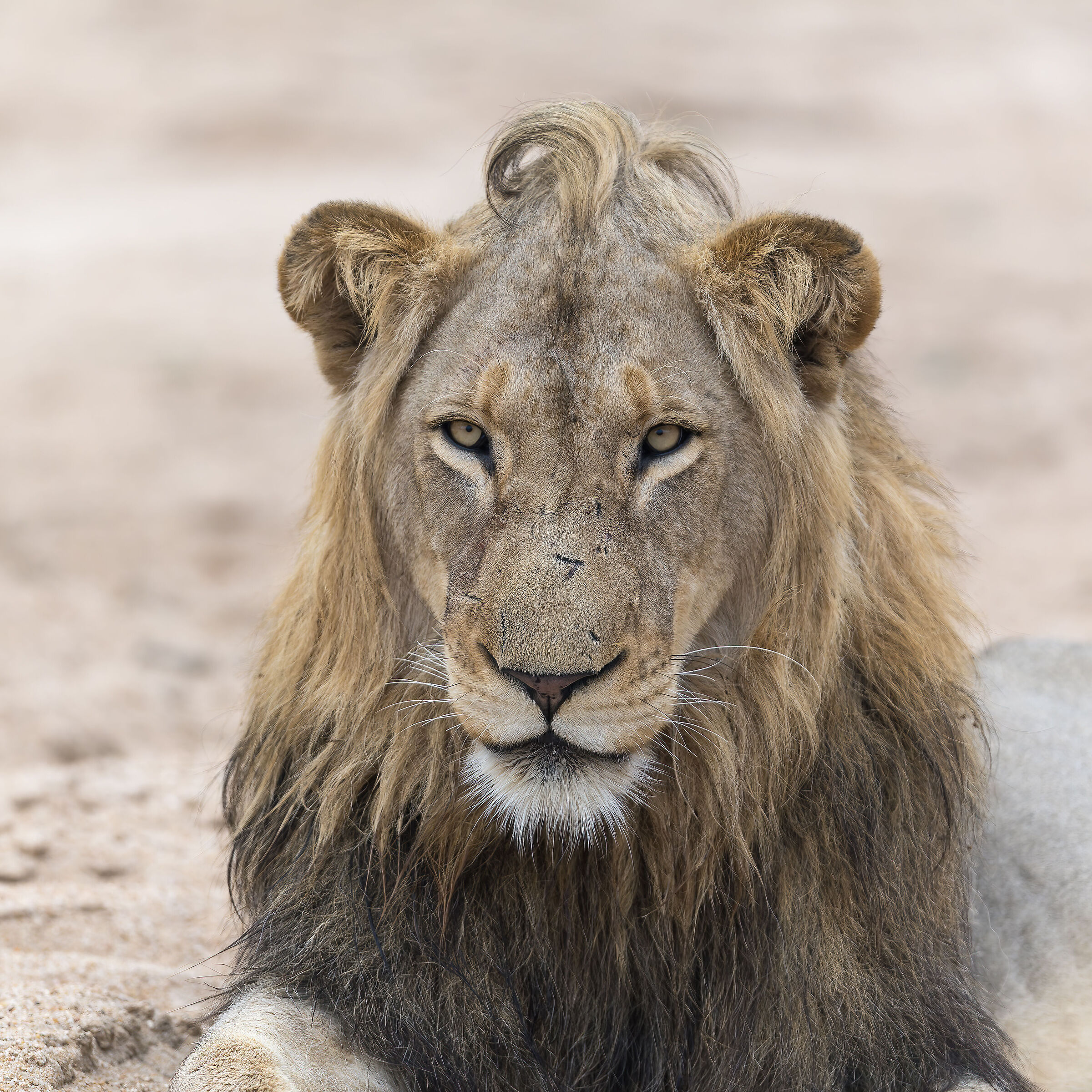 Lion - Kruger National park - South Africa ??