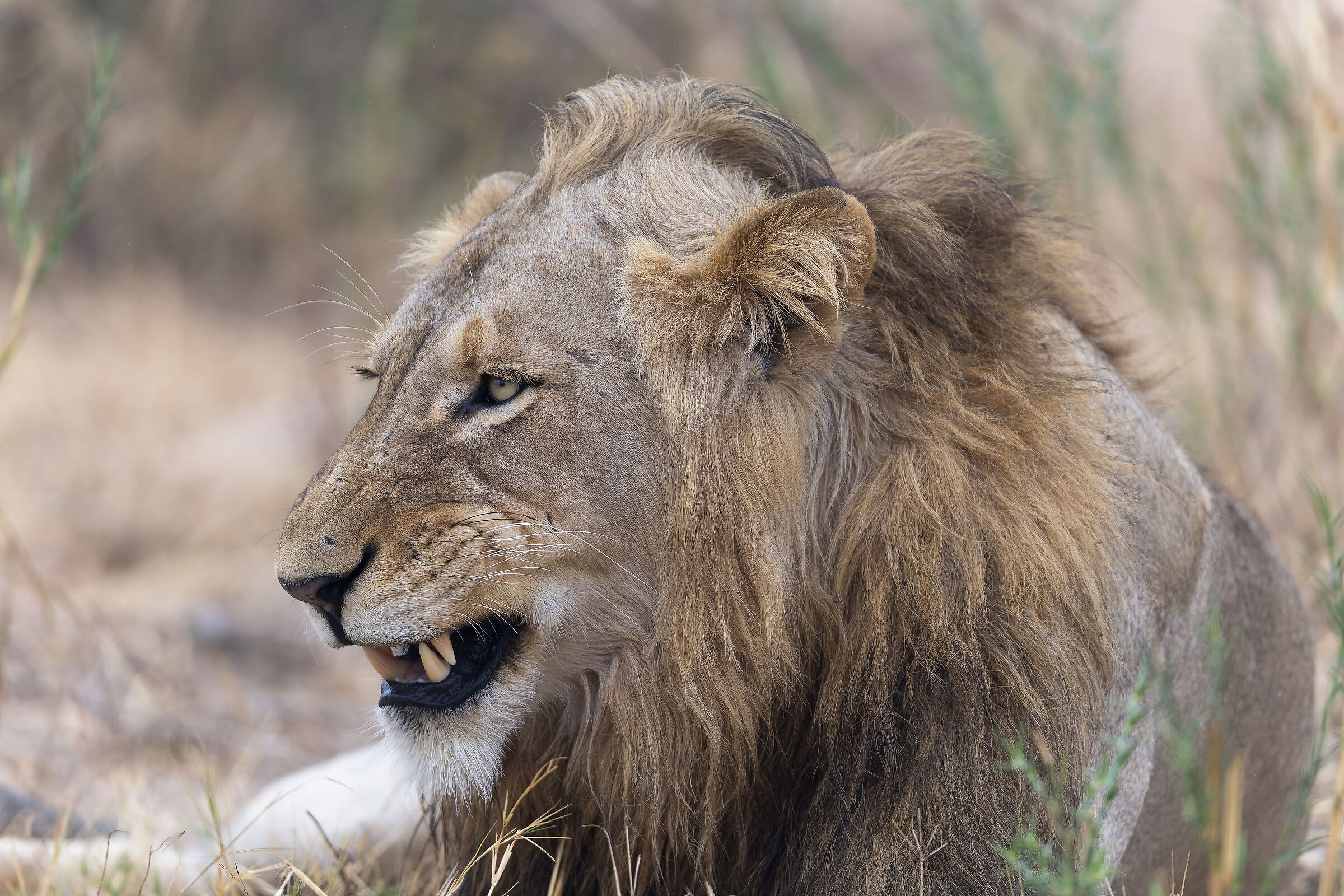 Lion - Kruger National park - South Africa ??