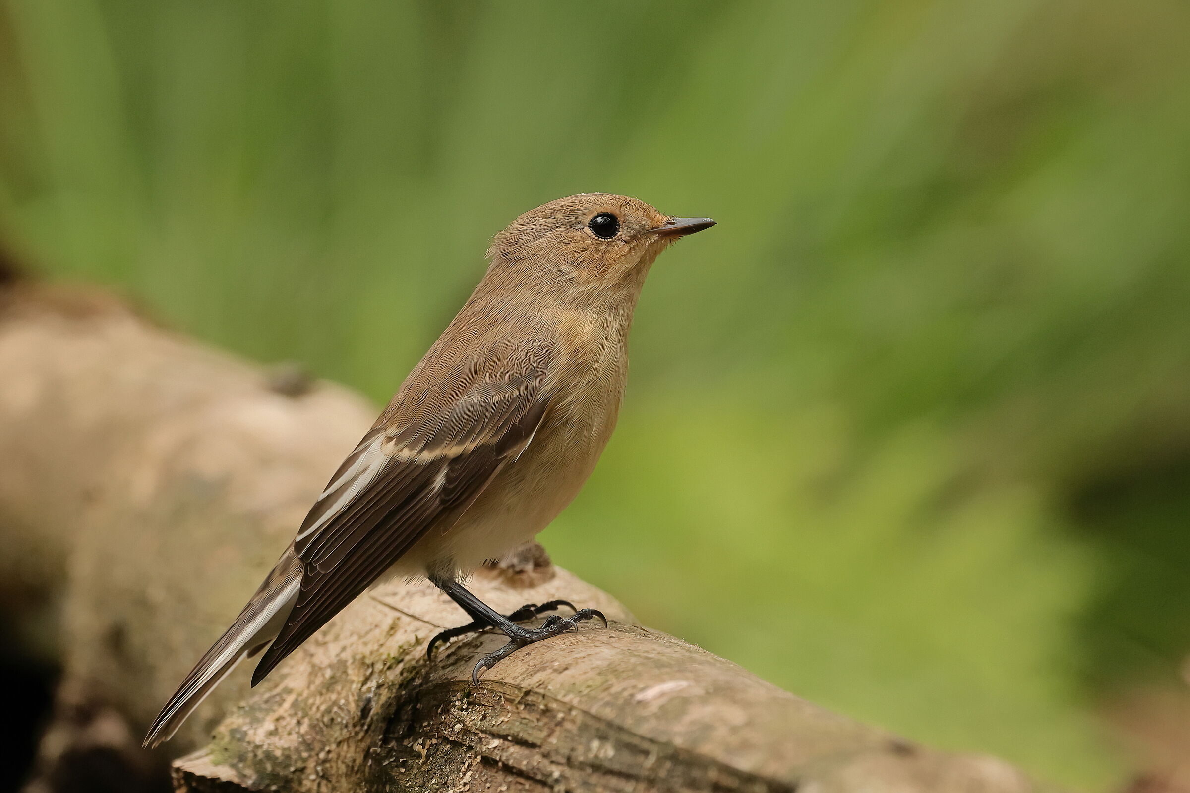 Black Flycatcher