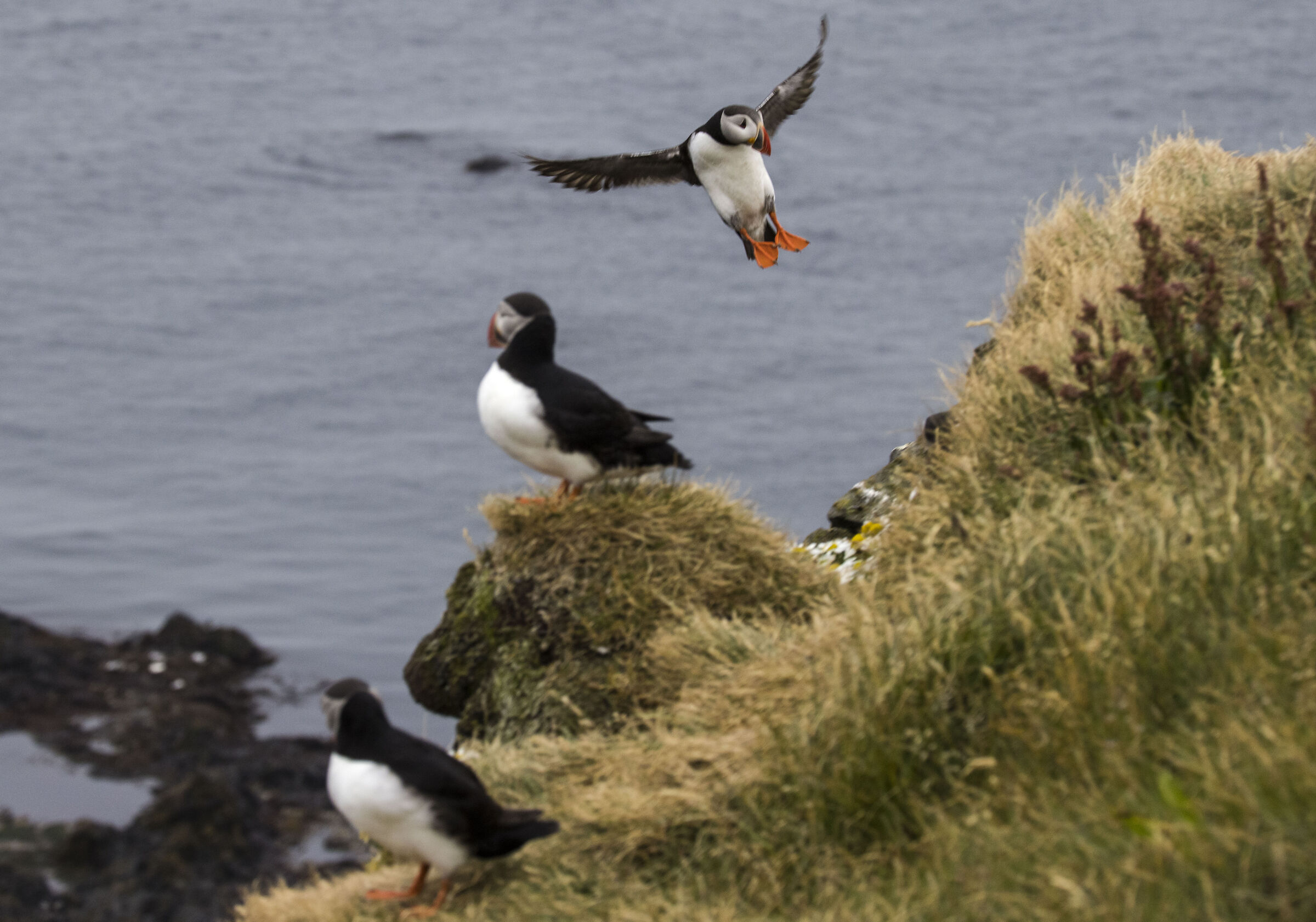 Soft Landing (Puffins, Iceland)