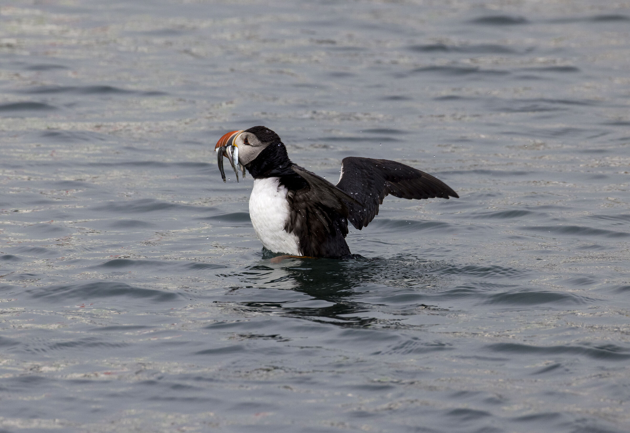 Coarse Fishing (Puffins, Iceland)