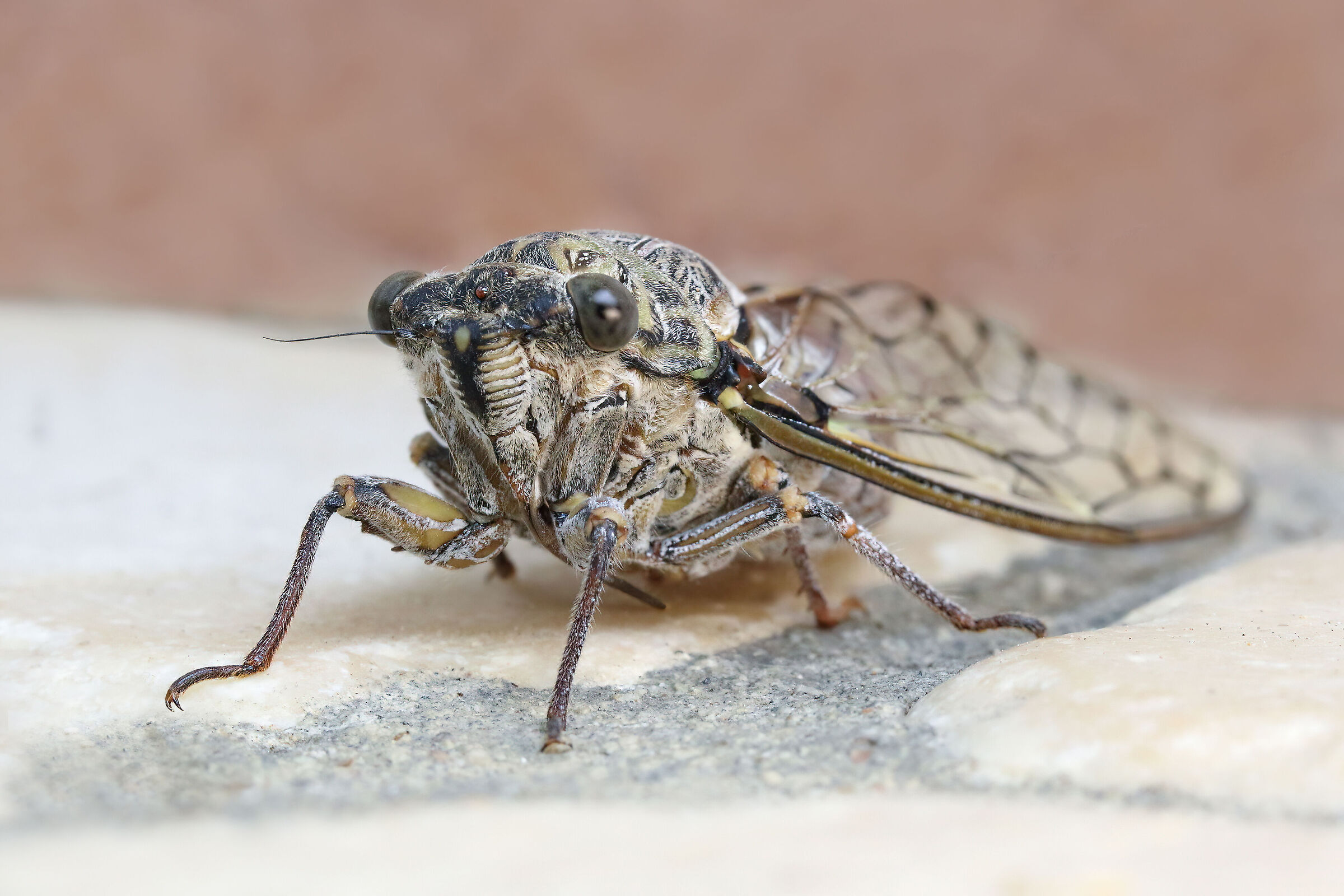 Cicala
