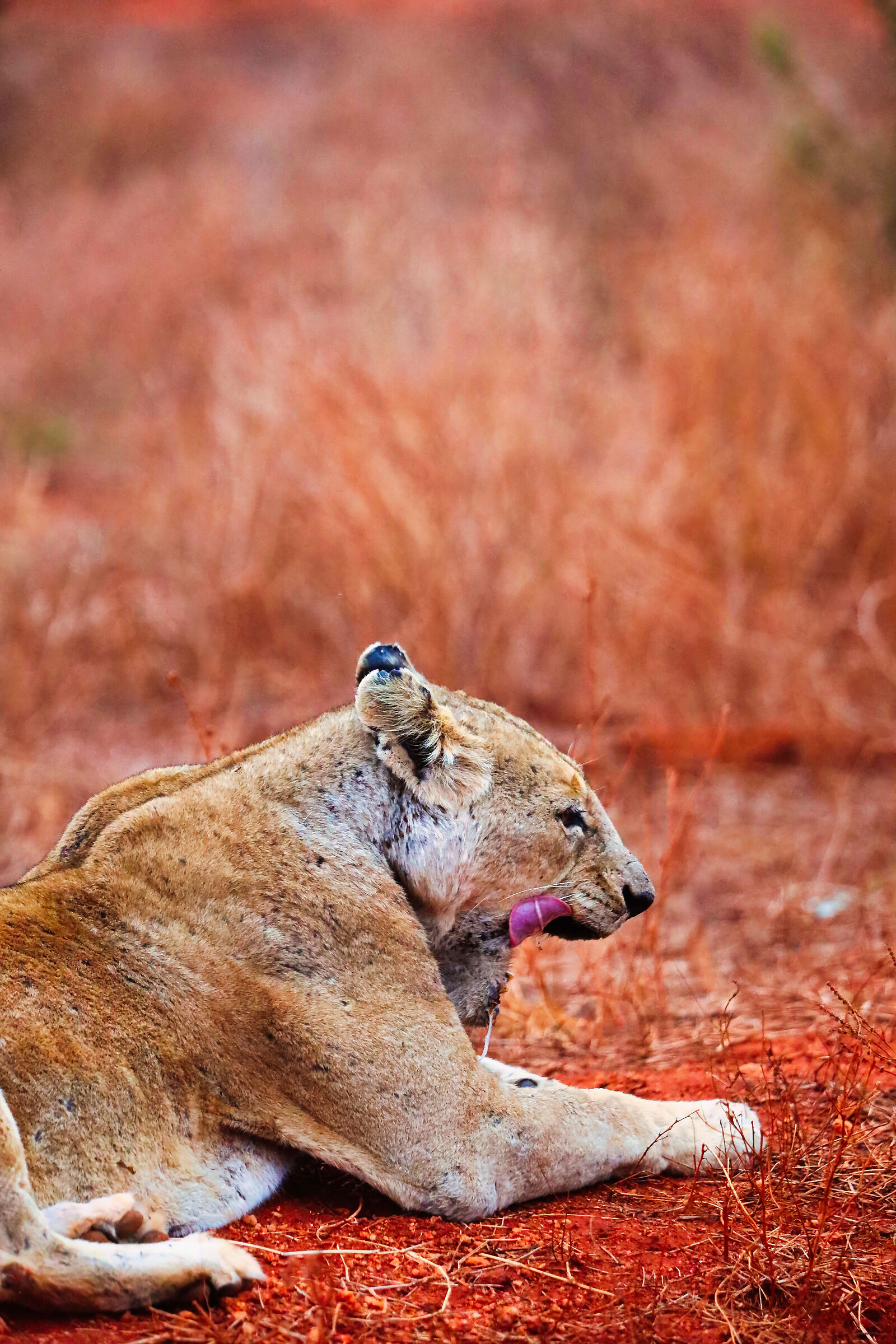 Tsavo Est - Kenya