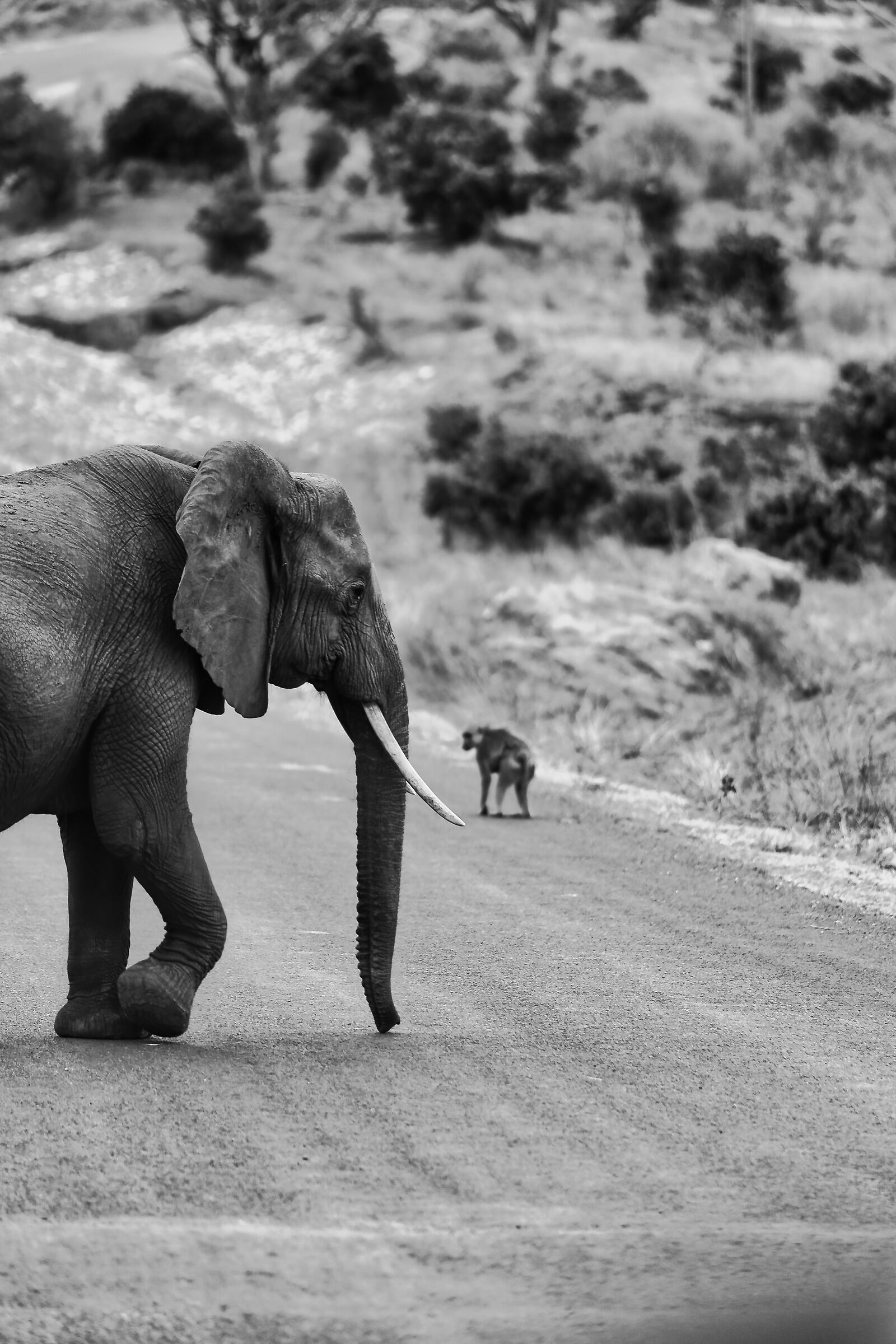 Tsavo Est - Kenya